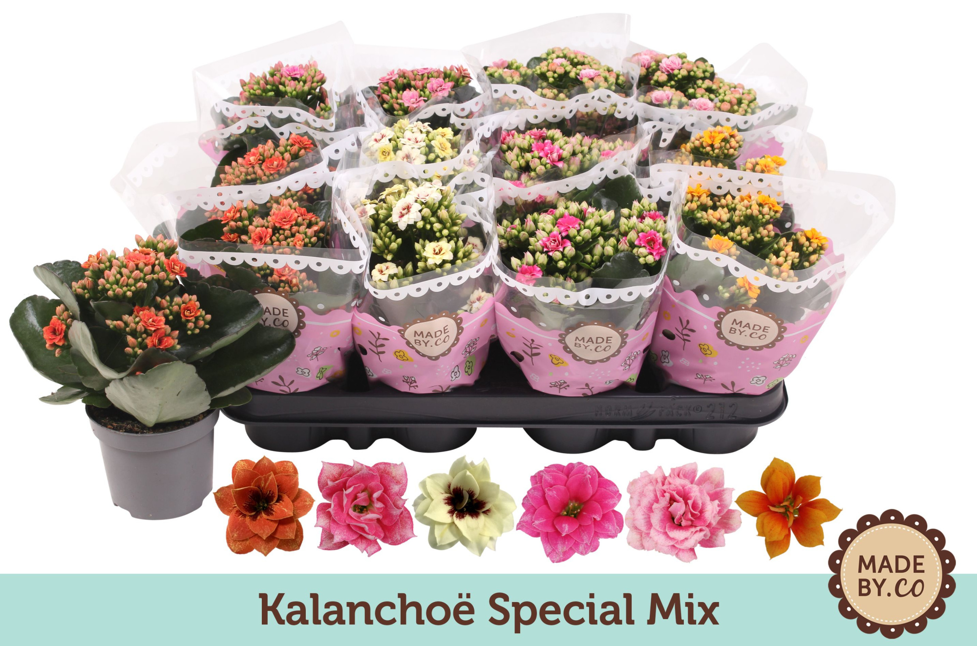 Kalanchoë Special Mix, D 9