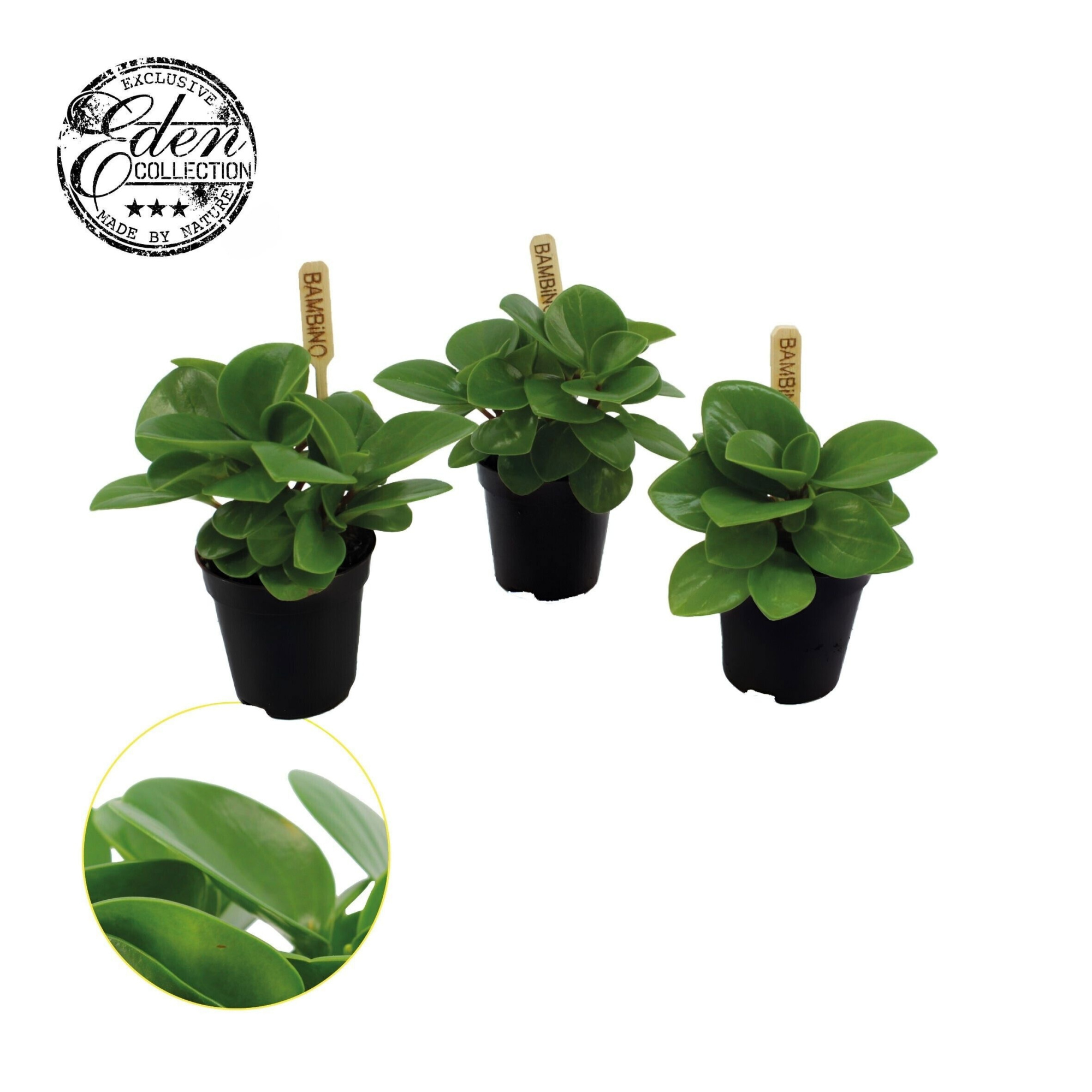 Peperomia Obtusifolia Groen 5,5cm, D 5,5