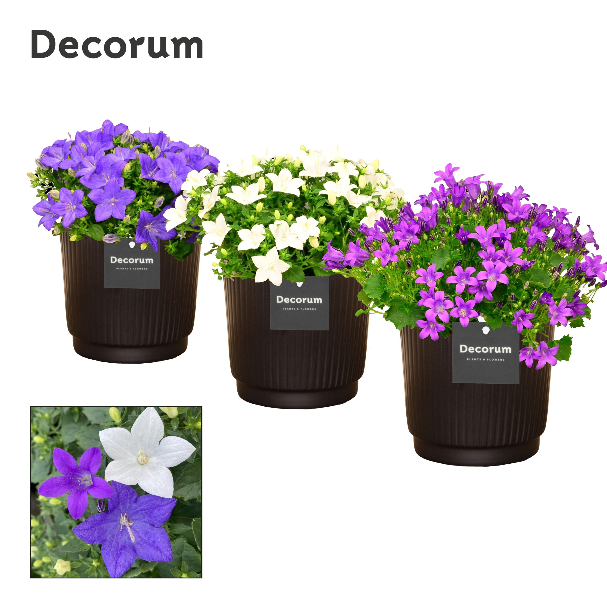 Campanula Mix Pure Liv Decorum, D 14