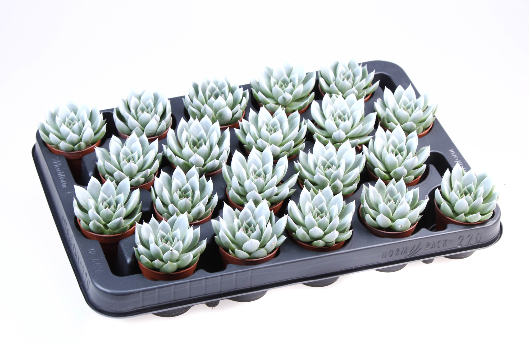 Miranda white tips, D 5,5