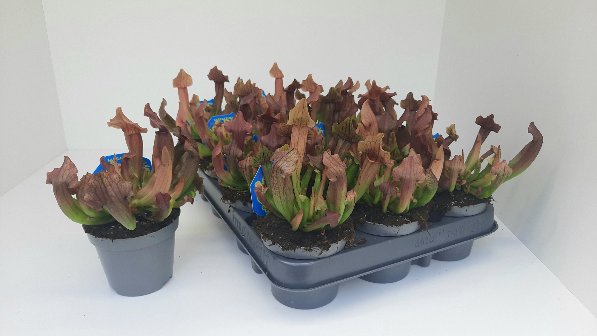 sarracenia Maroon, D 9