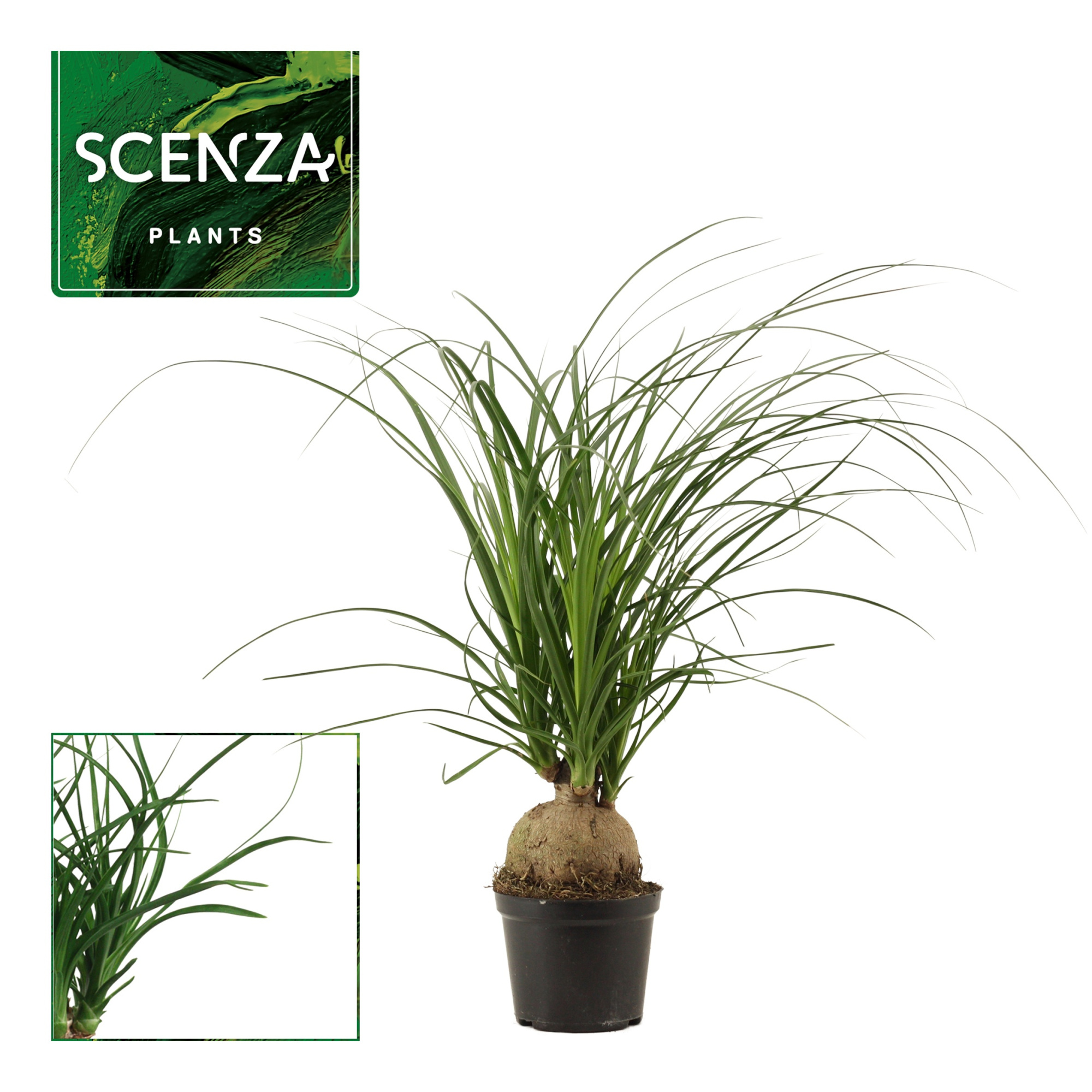 Beaucarnea bol 12 cm (Scenza), D 12