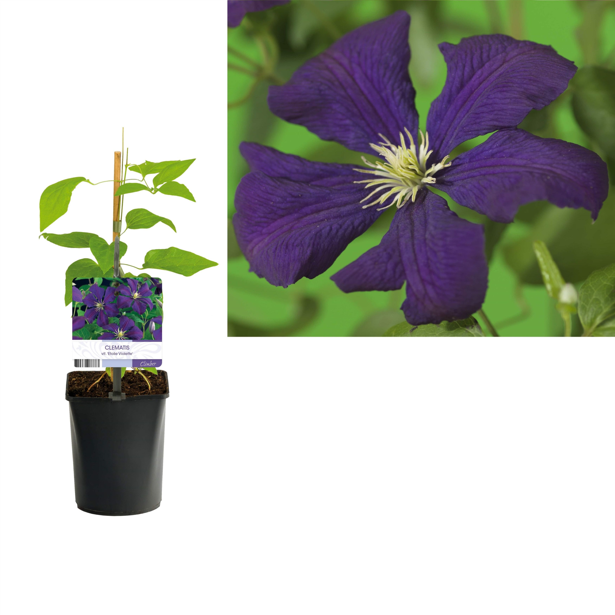 Clematis vit. 'Etoile Violette' +light label, D 11