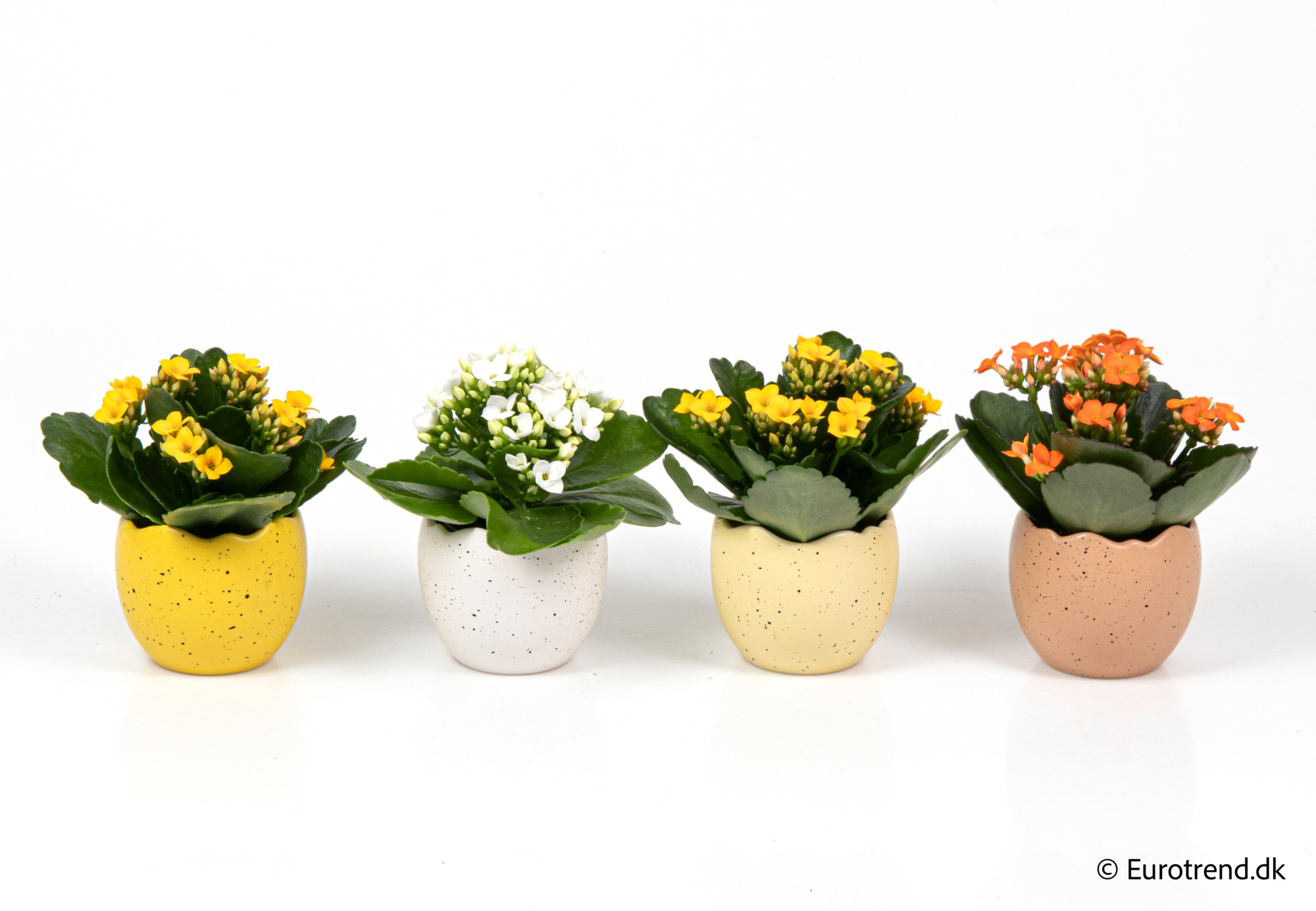 Kalanchoe in Easter ceramic 2026, D 6