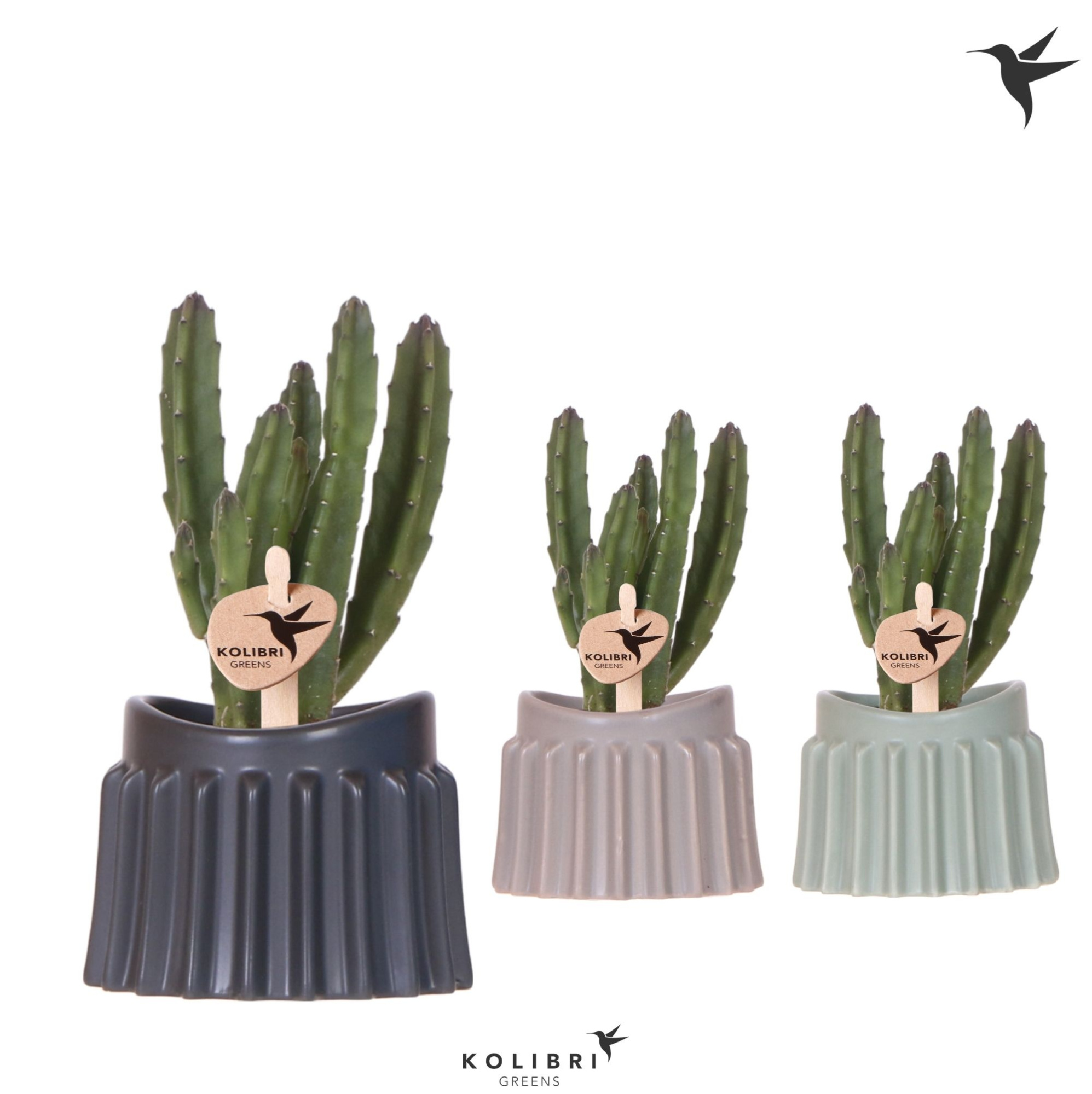 Kolibri Greens Stapelia Leendertziae in Raw pot mix, D 6