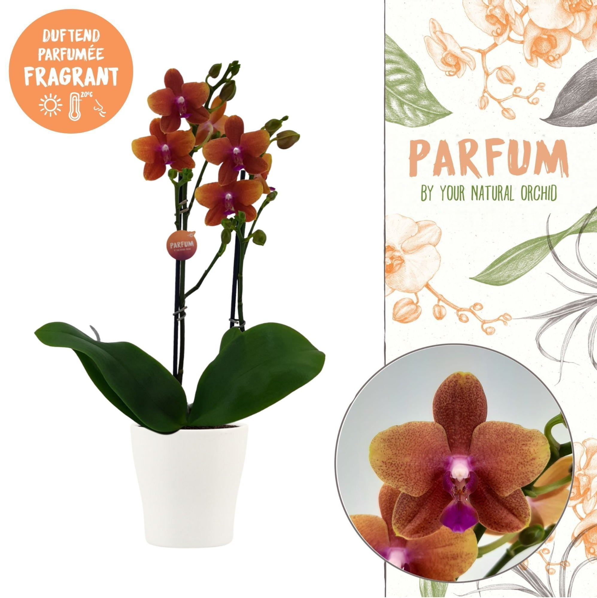 Parfum | Bolgheri in Anna wit pot | Phalaenopsis 2 spike, D 12
