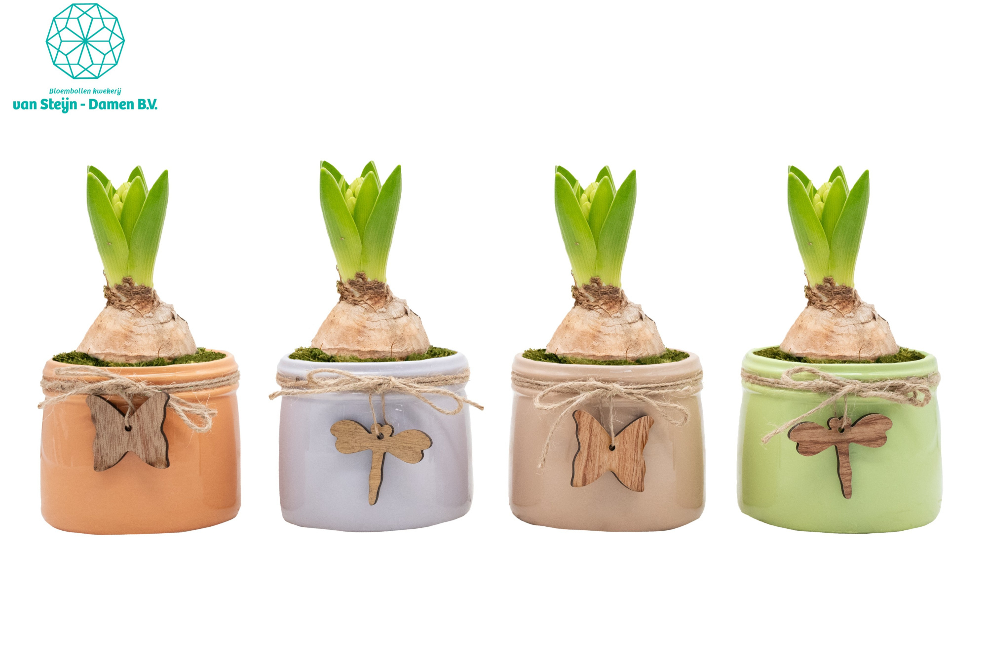 Hyacinthus 'Colorful Fall', D 10