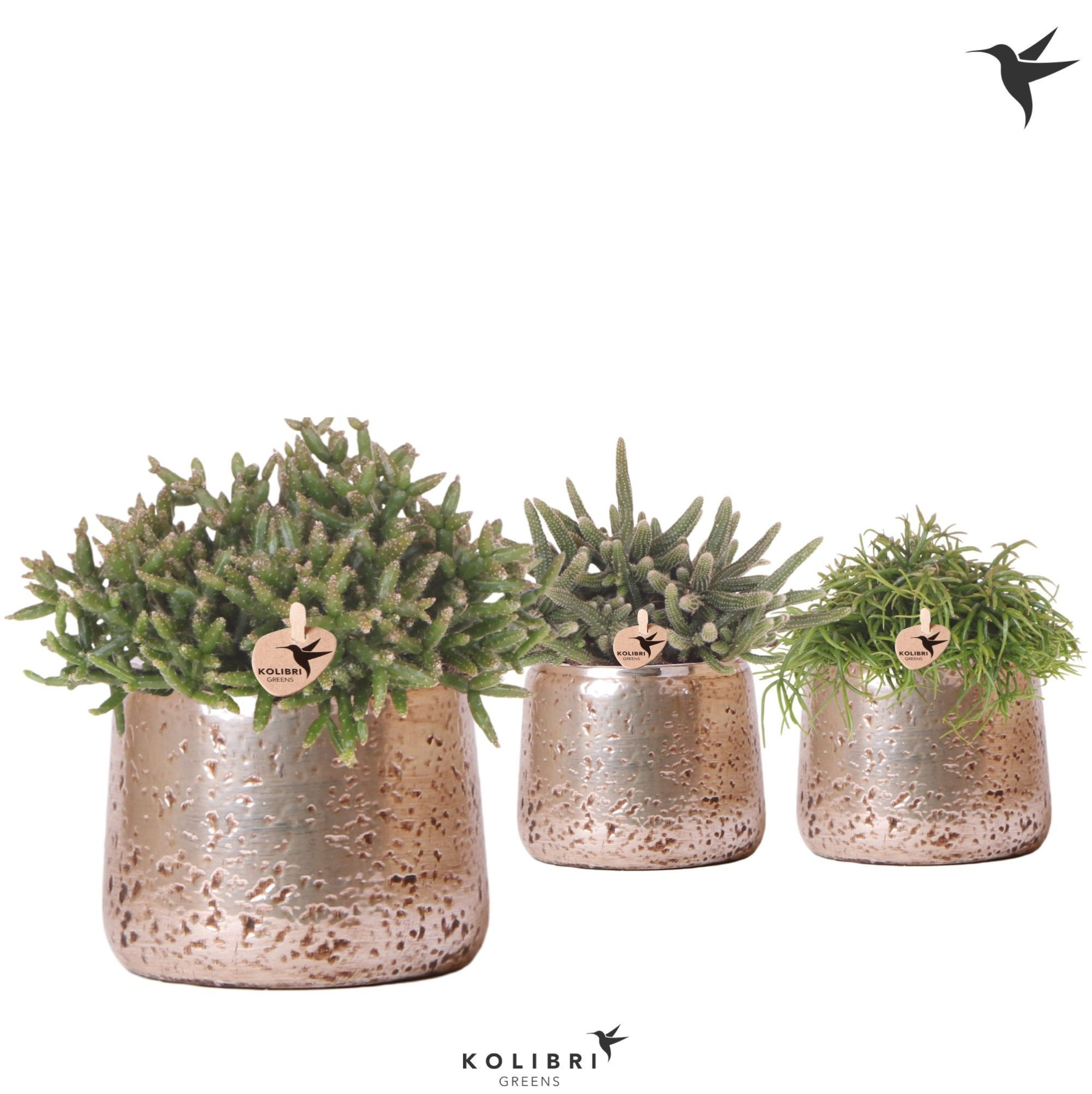 Kolibri Greens Rhipsalis mix in Luxury pot silver, D 6