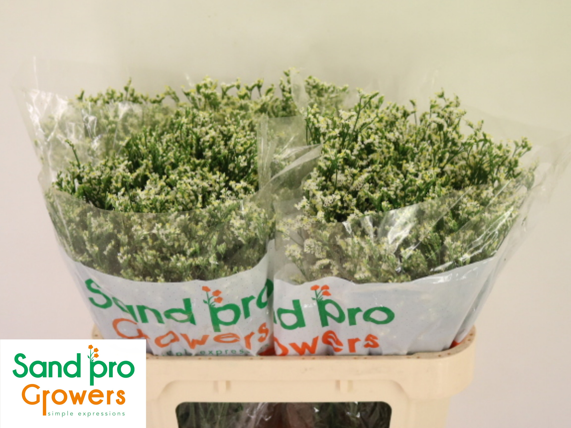 Лимониум Кул Даймонд 70, шт.