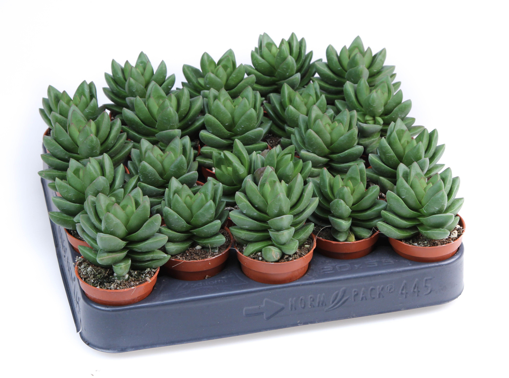 Crassula Ben, D 5,5