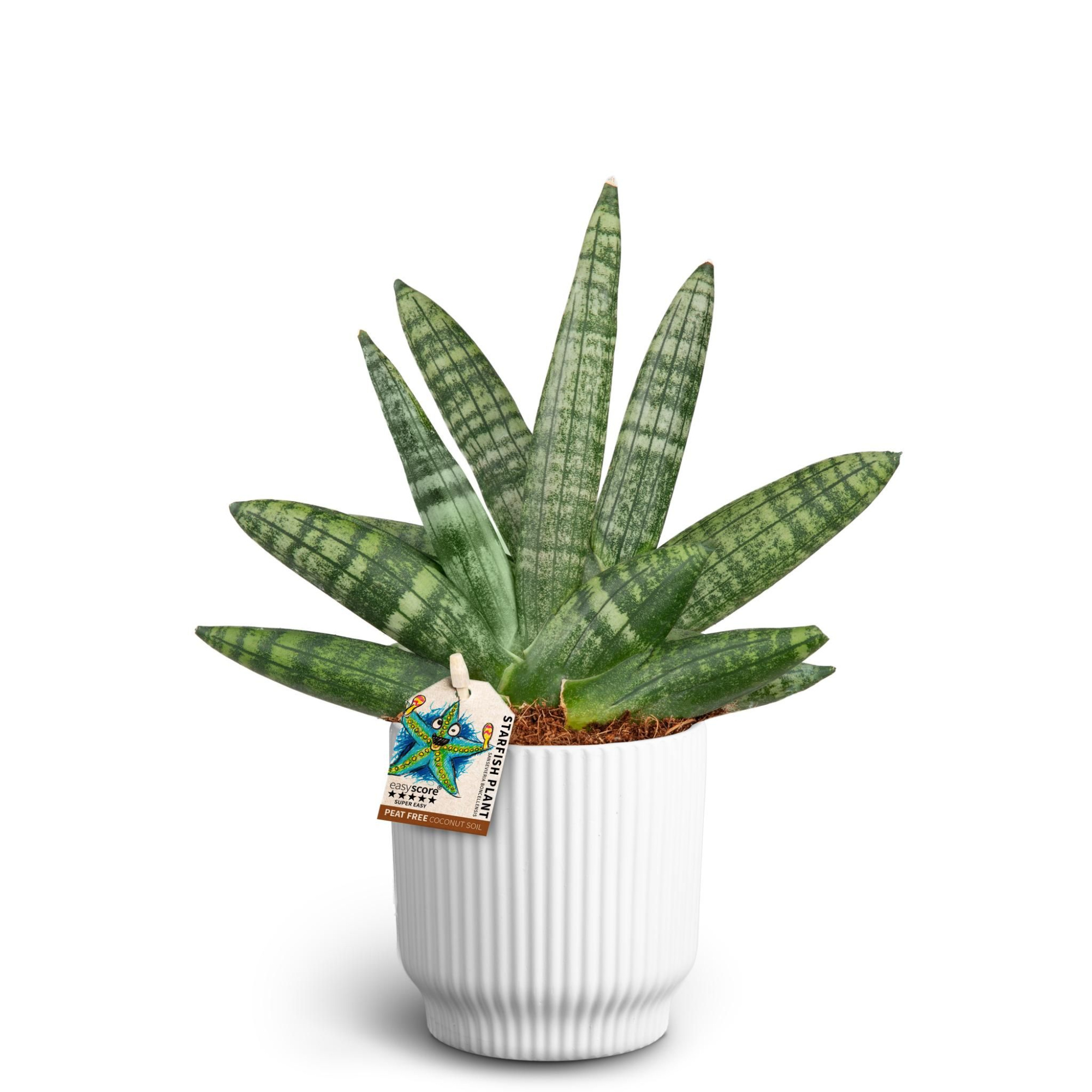 Nordic White, Sansevieria Boncellensis, D 10