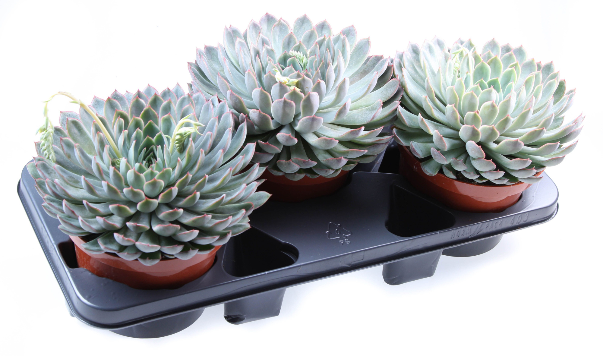 Echeveria mystery XL, D 17