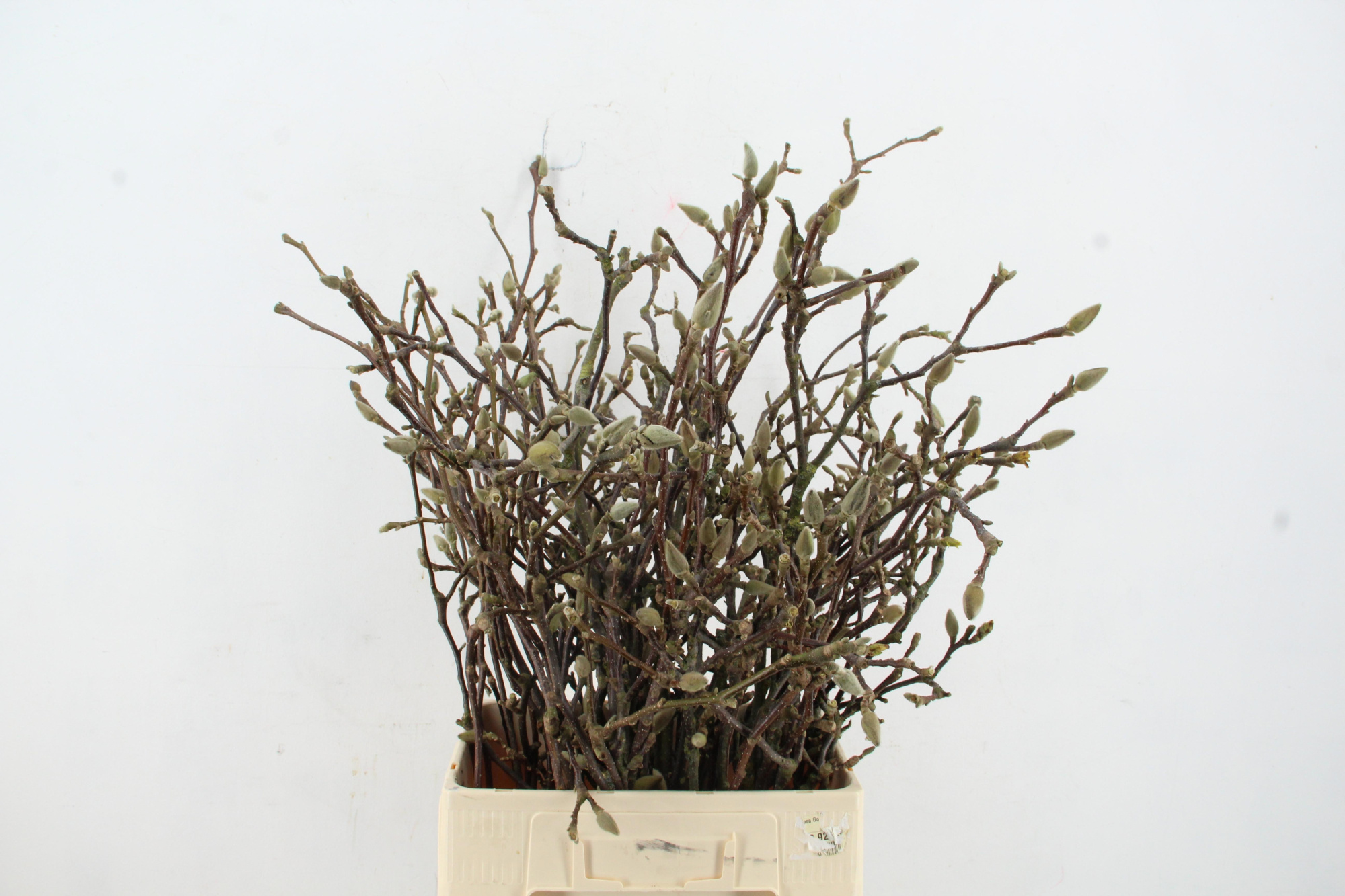 Магнолия Грандифлора 90, шт.