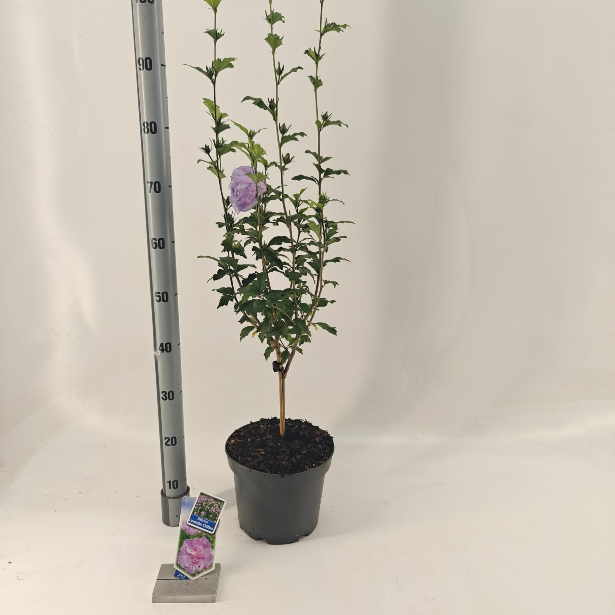 Hibiscus syr. Lavender Chiffon ('Notwoodone'PBR) -- op stam, D 23