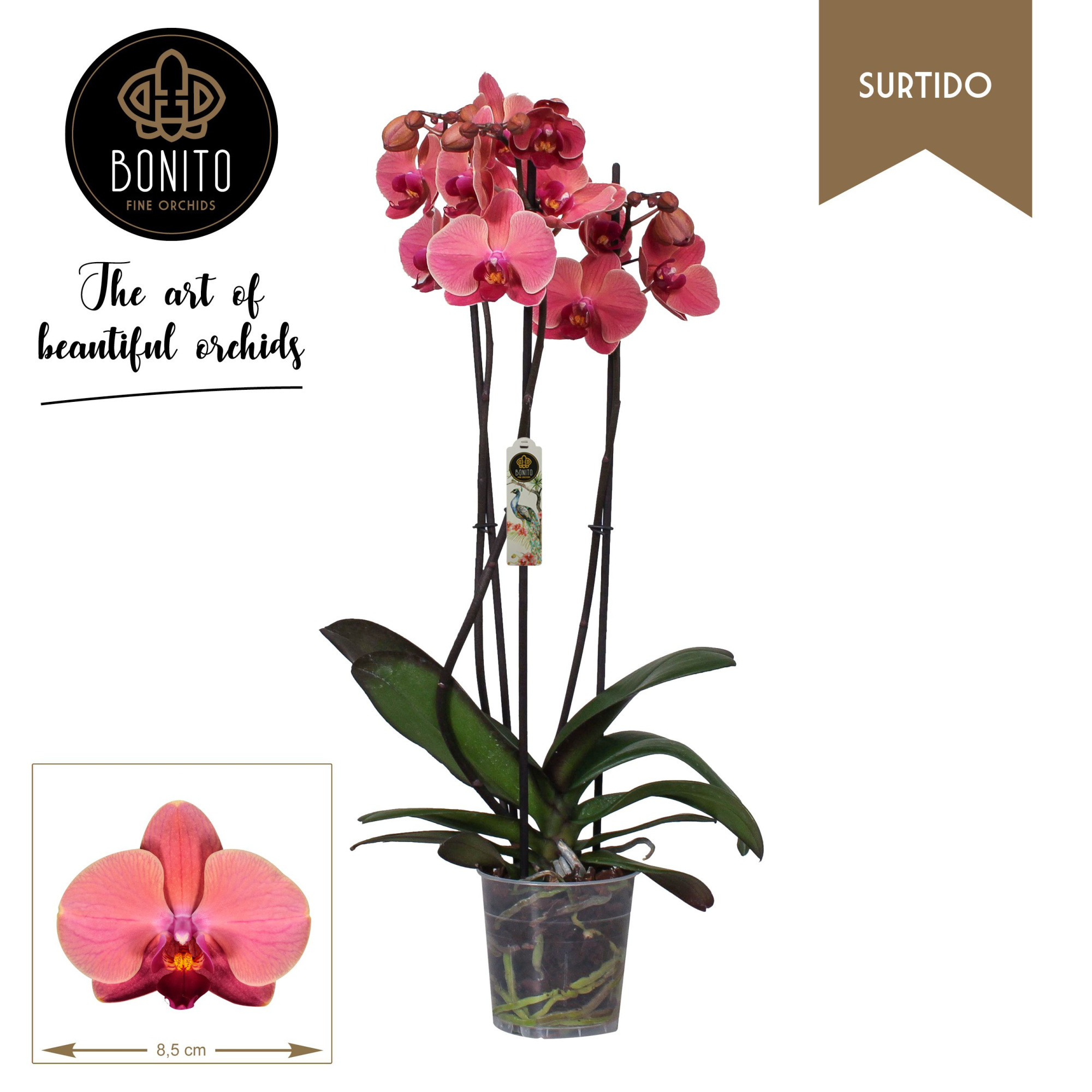 Phal. Surtido - Narbonne 3-Tak, D 12