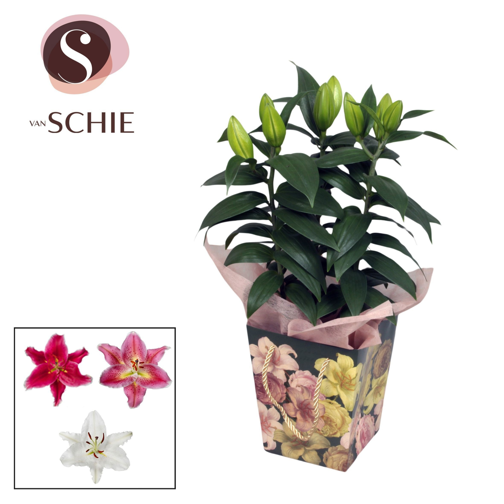 Oriental 13cm Bag BLUSH green, D 13