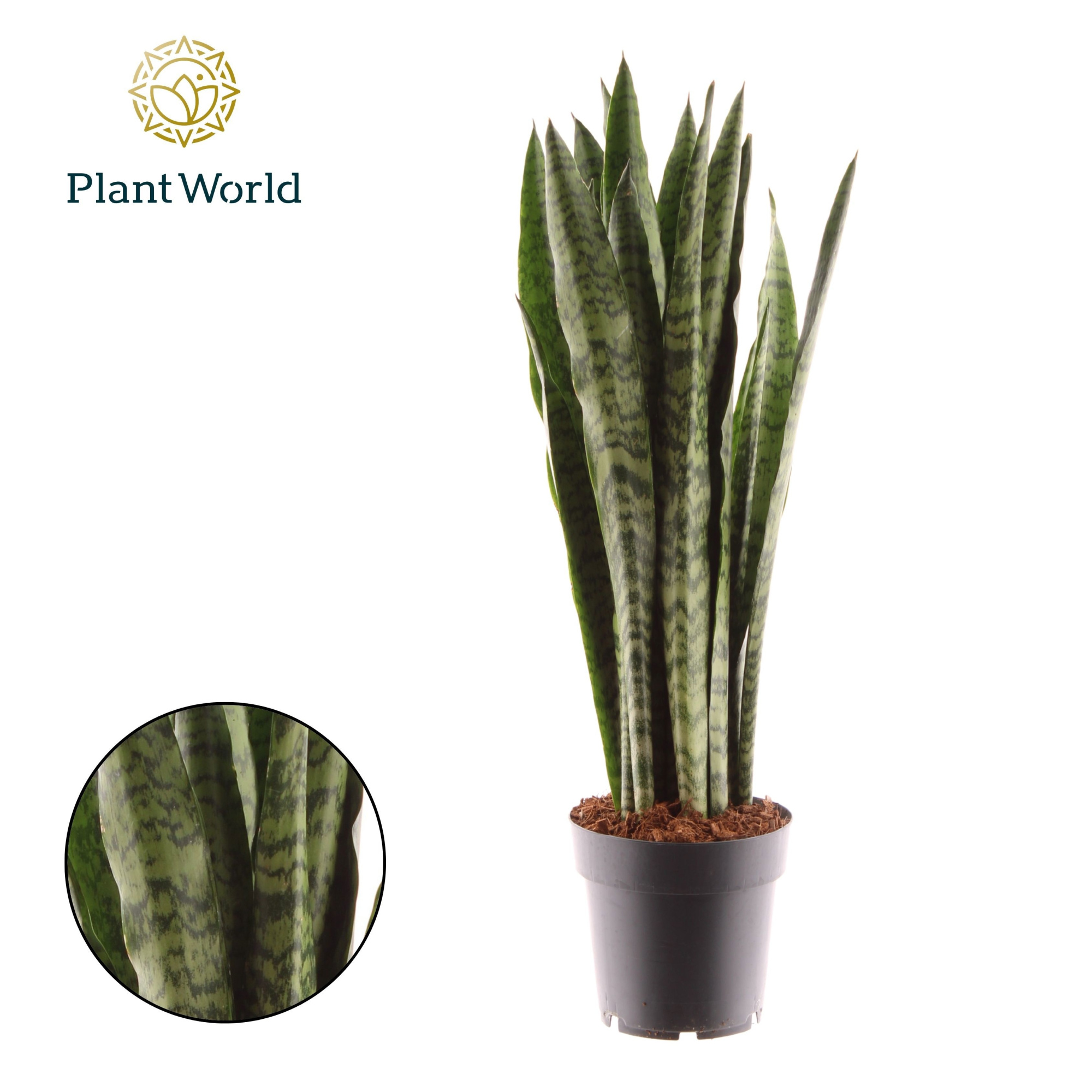 Sansevieria Zeylanica, D 14