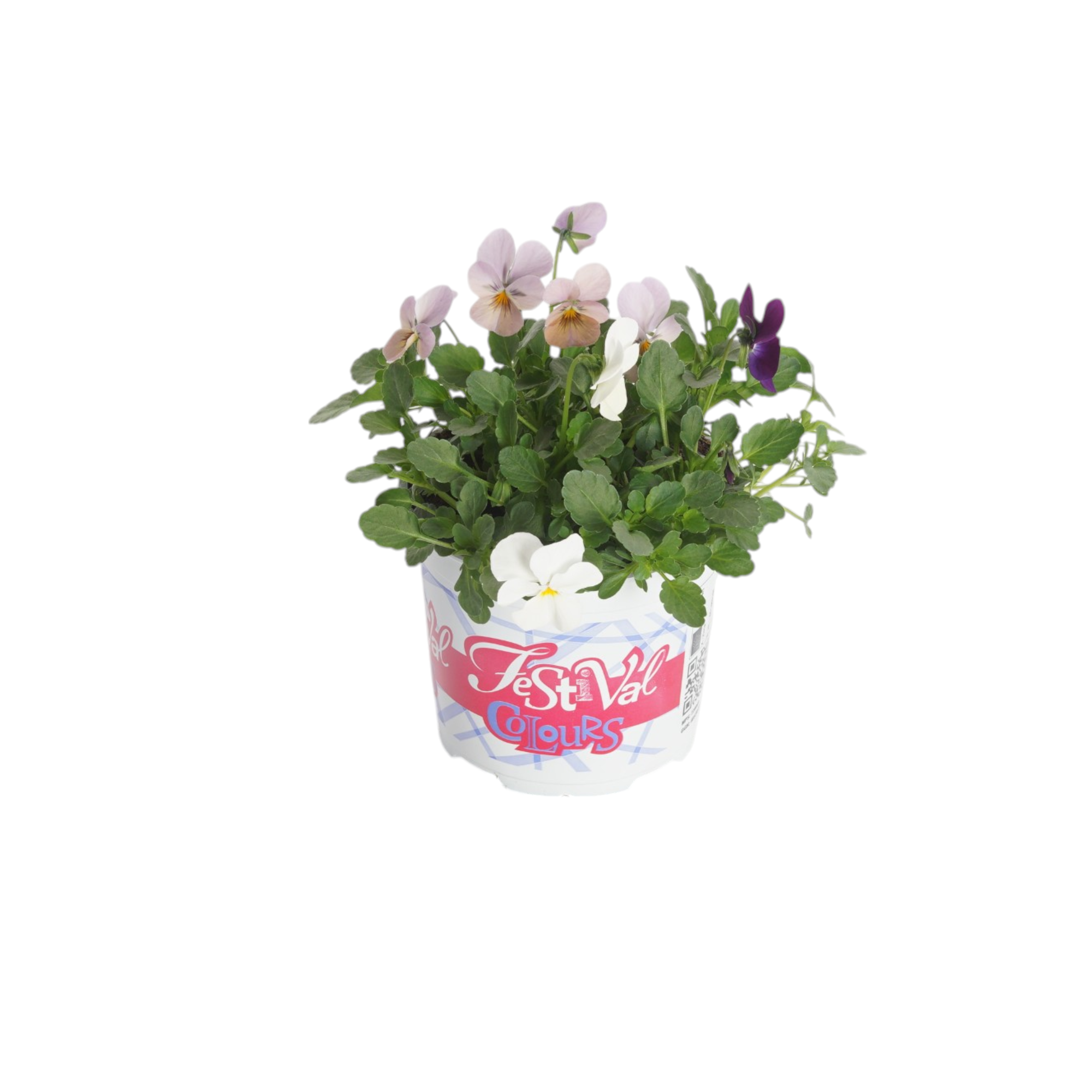 P12 Festival Colours Viola Cornuta, D 12