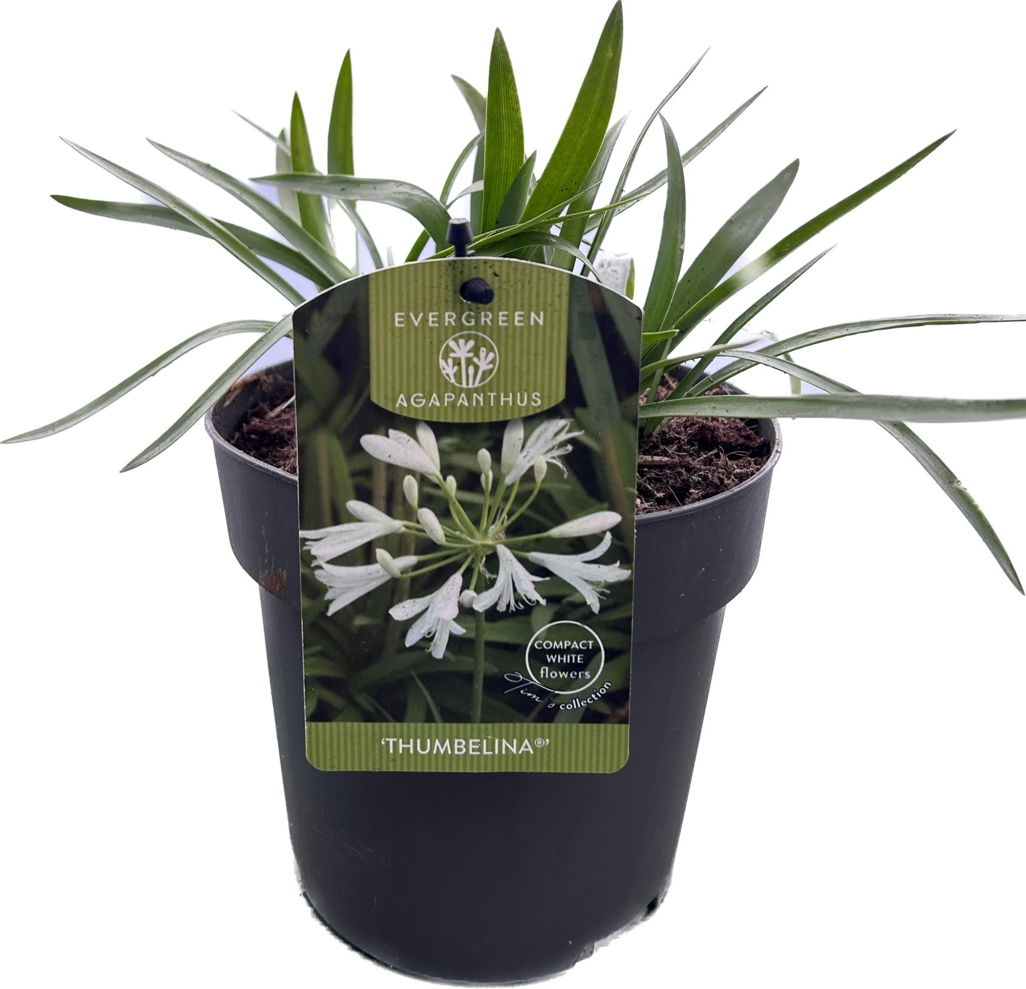 Agapanthus 'Thumbelina' P17 EVERGREEN, D 17