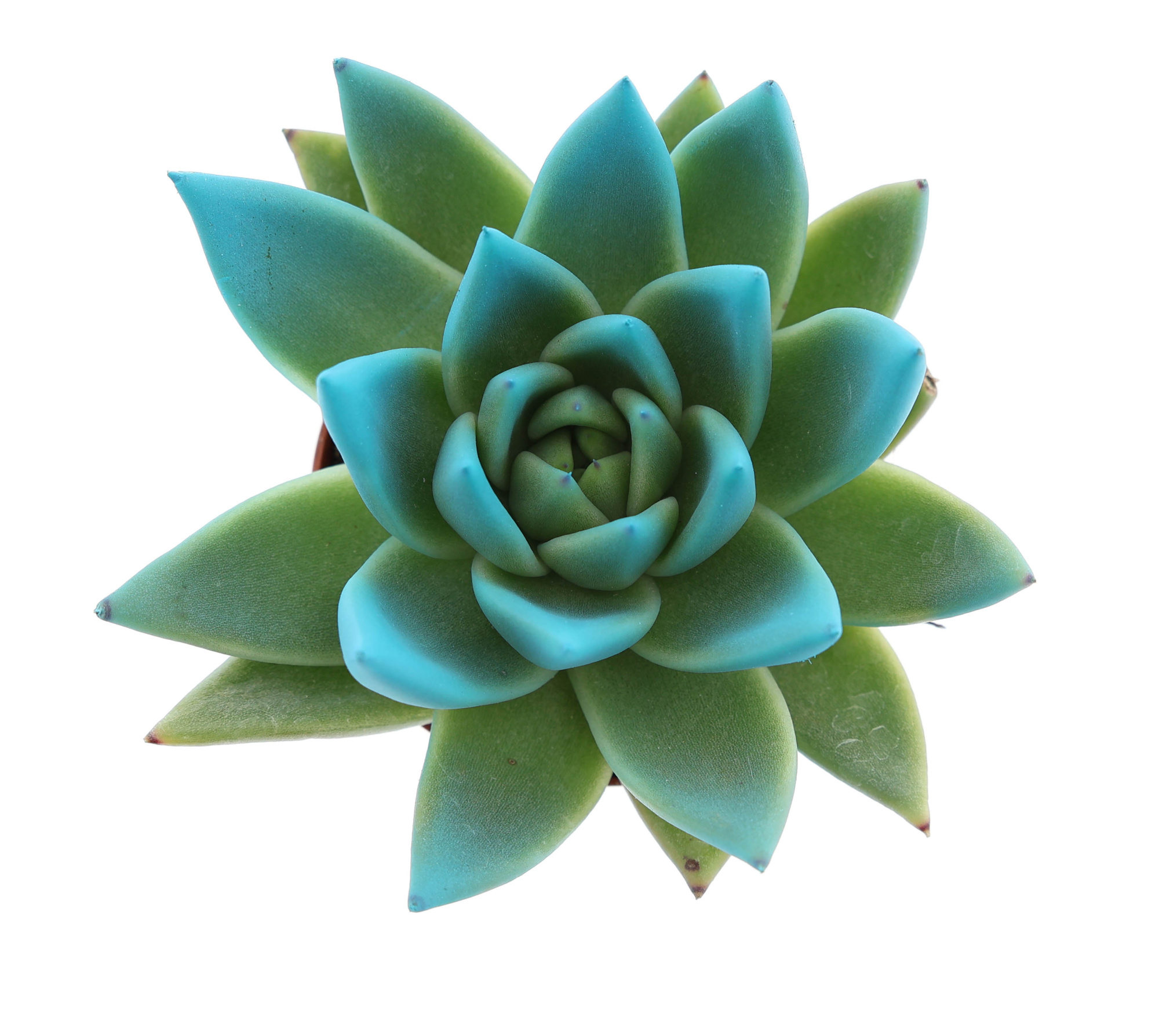 Miranda tips sky blue, D 6