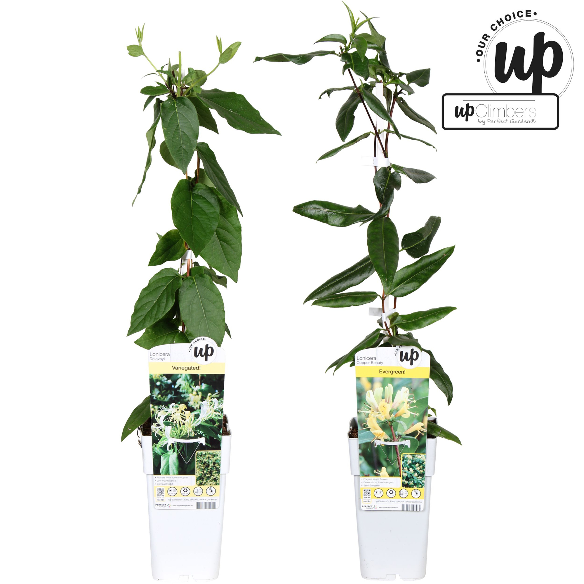 Lonicera Our Choice mix laag P15, D 15