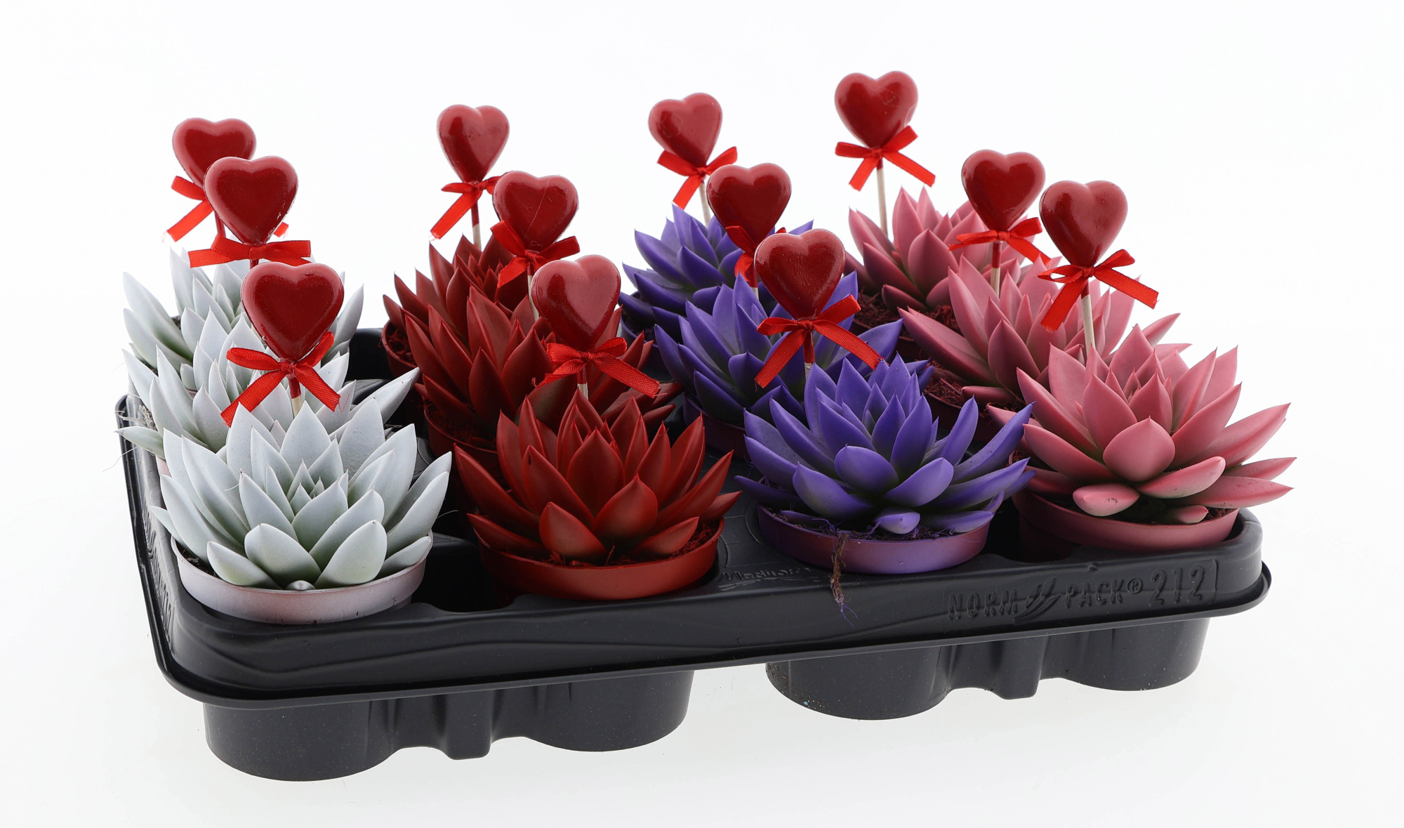 Miranda rainbow + hartje, D 8,5