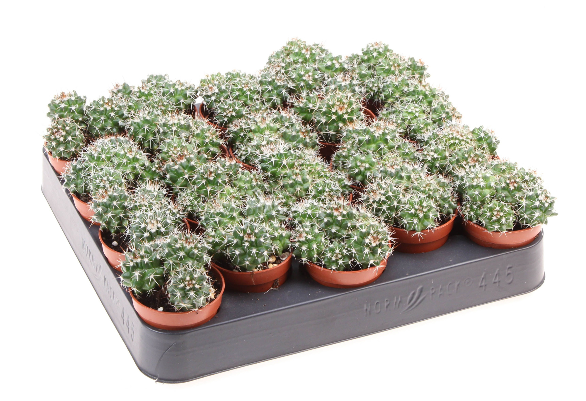 Mammillaria nejapensis, D 5,5