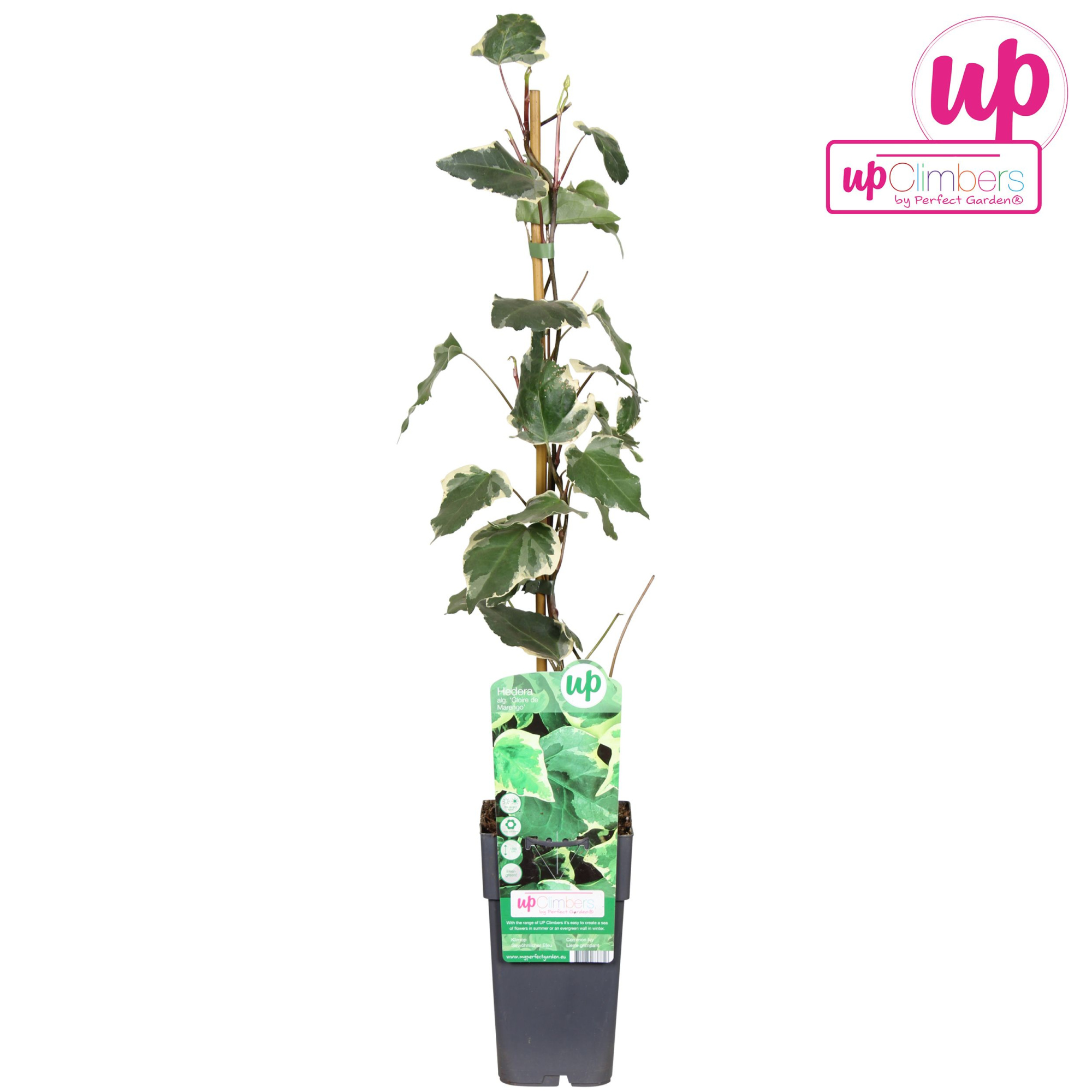 Hedera algeriensis Gloire de Marengo P15, D 15