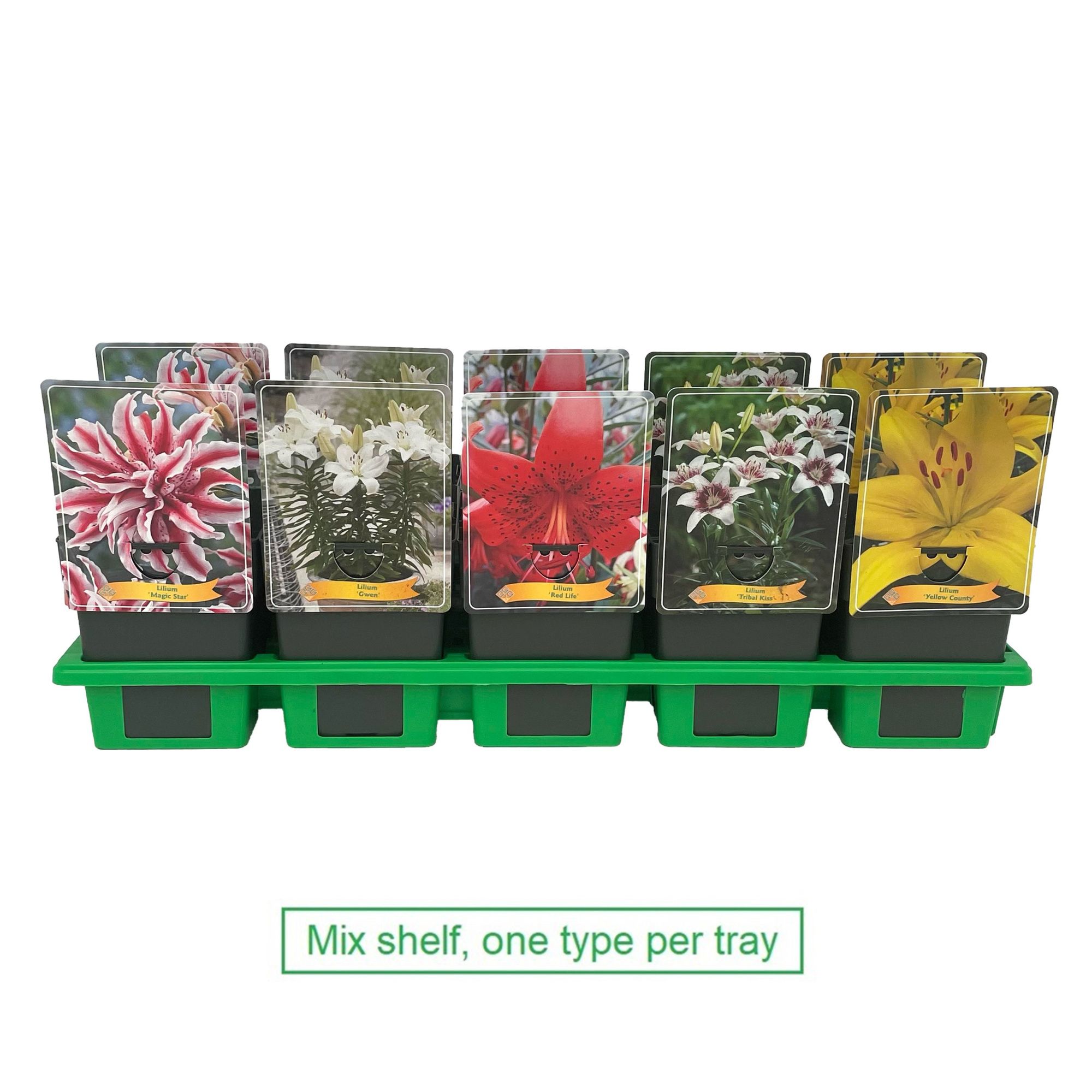 Lilium mix laag P11, D 11