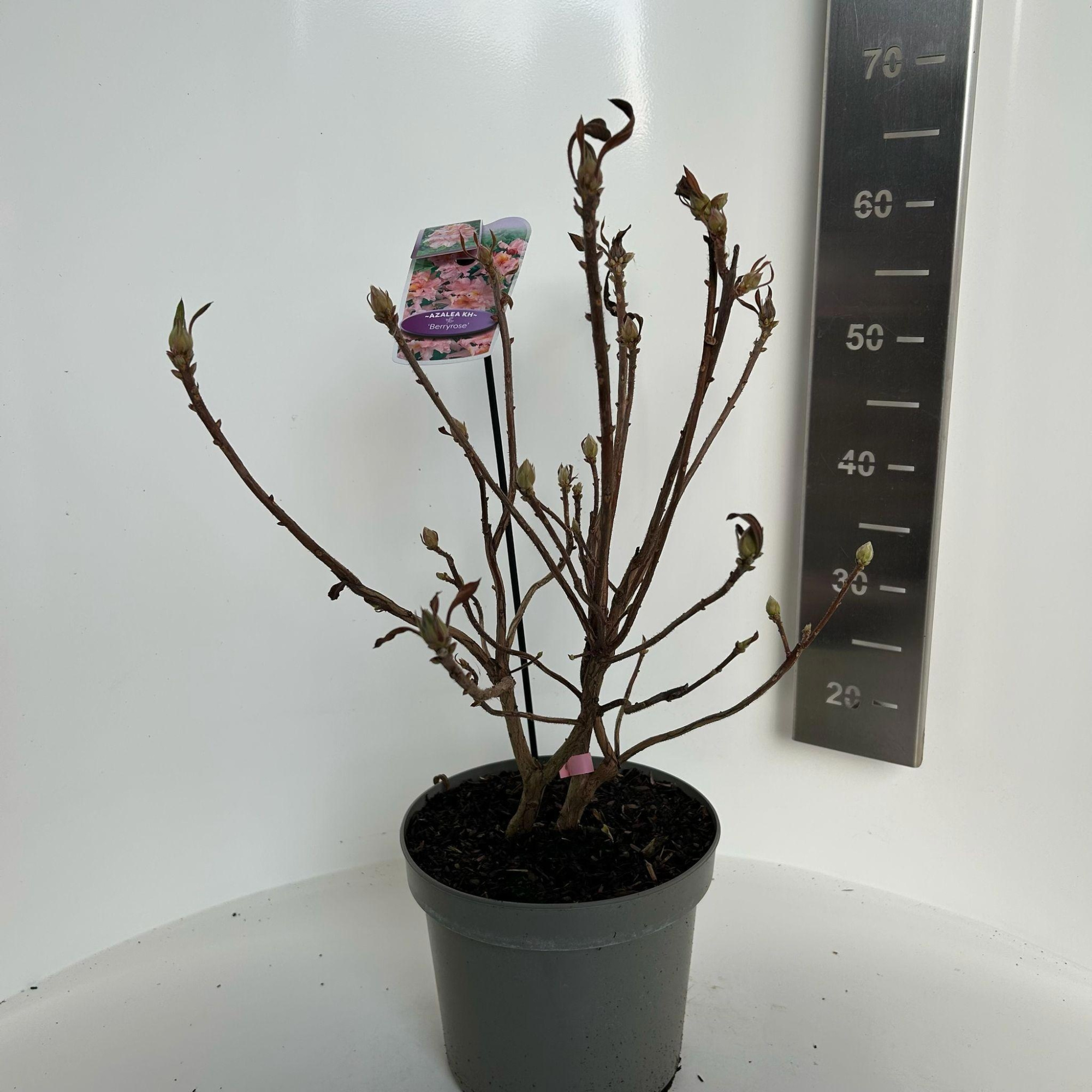 Rhododendron (AK) 'Berry Rose', D 23