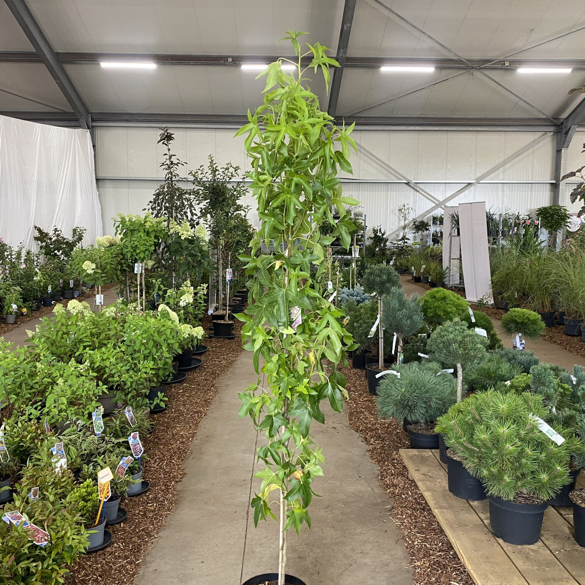 Liquidambar styr. 'Slender Silhouette' --geveerd, D 29