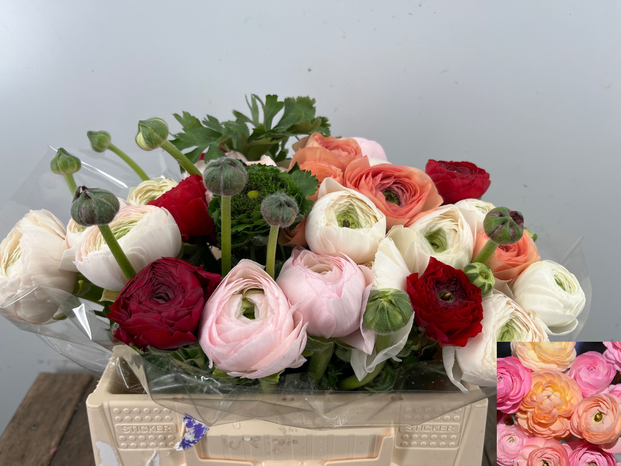 Ранункулус Микс в пачке 35, шт.