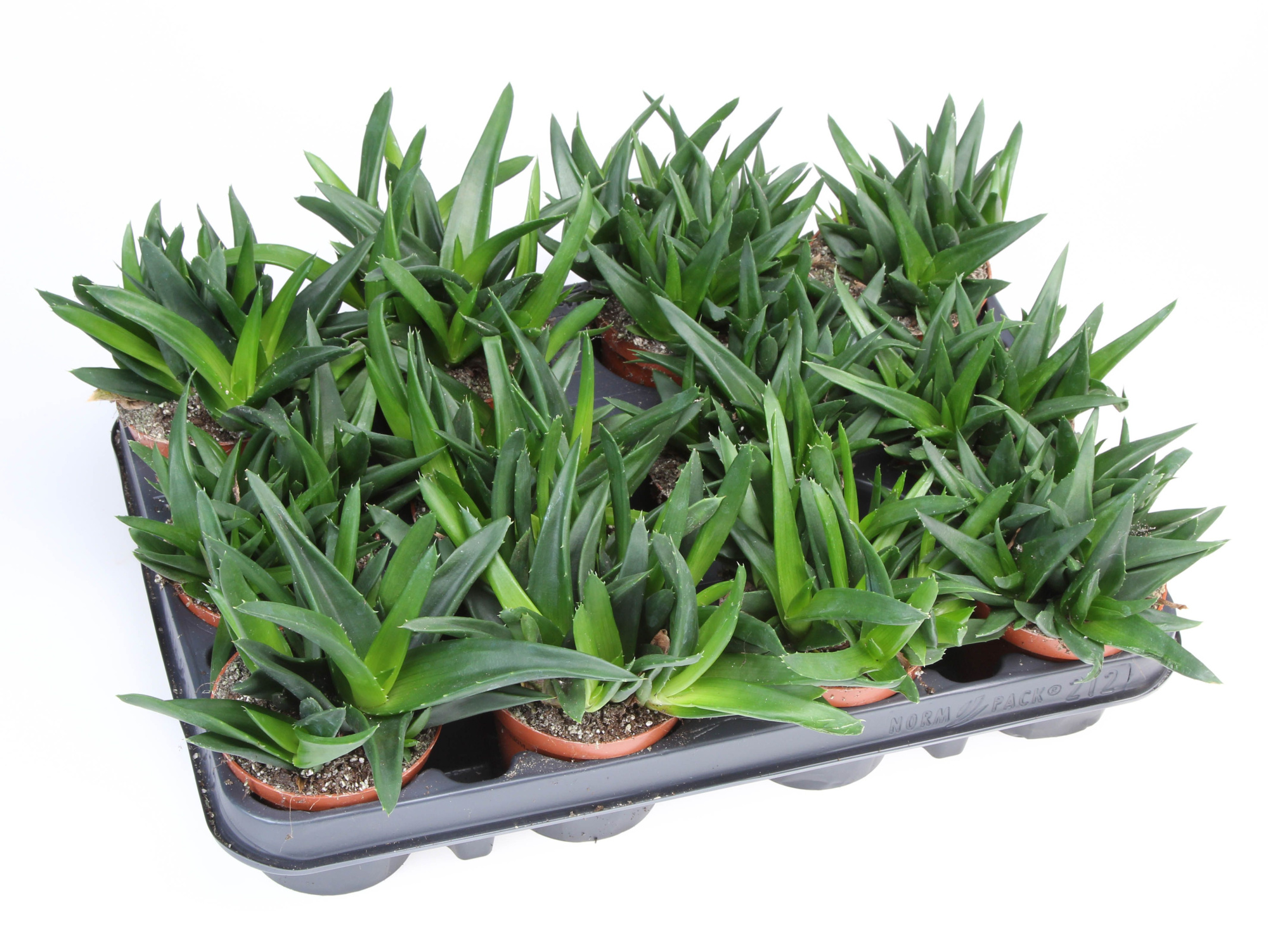 Haworthia pentagona, D 8,5