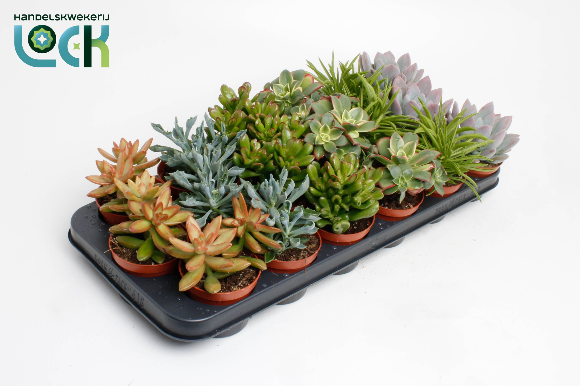 Succulenten op Rij, D 8,5