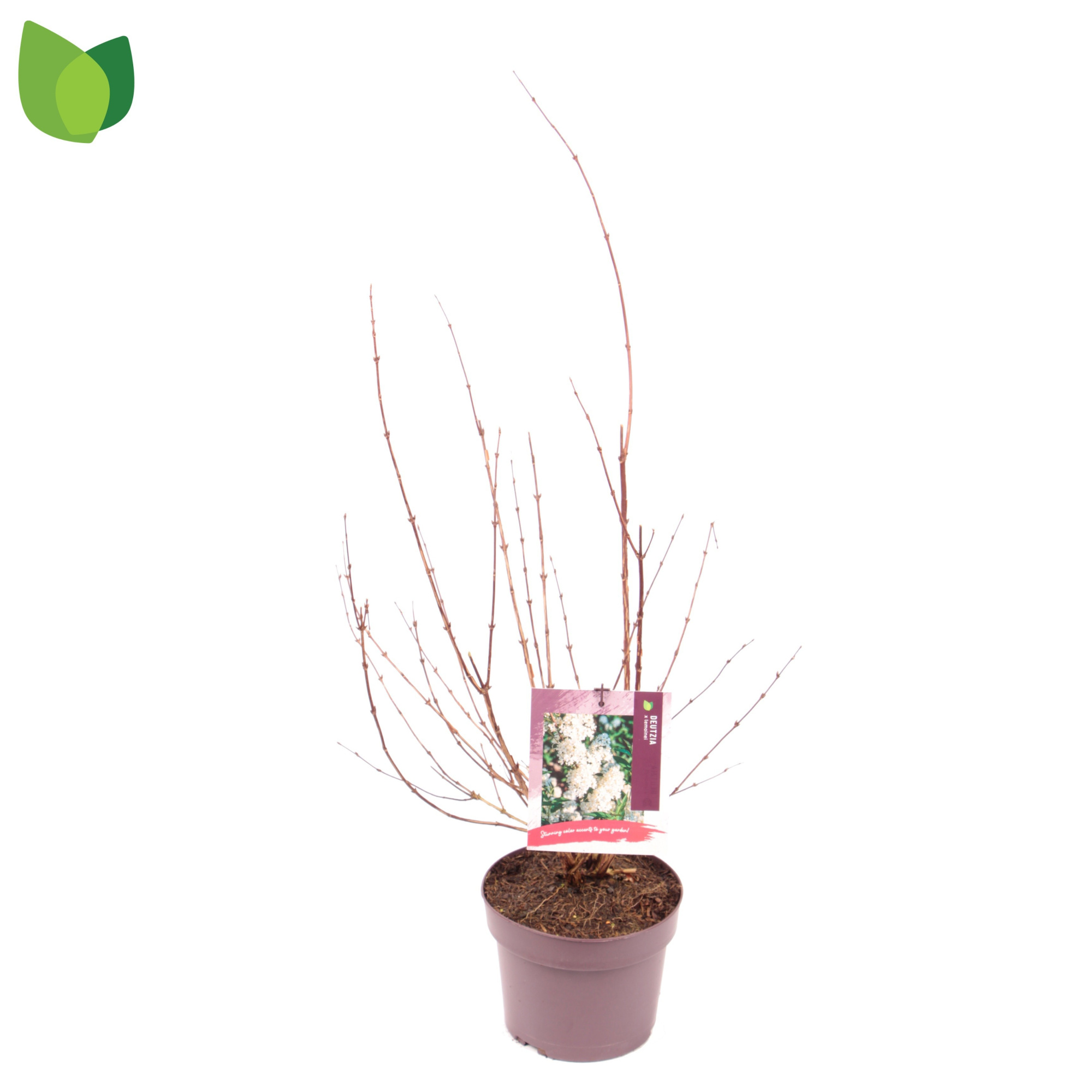 Deutzia lemoinei C3/P19, D 19