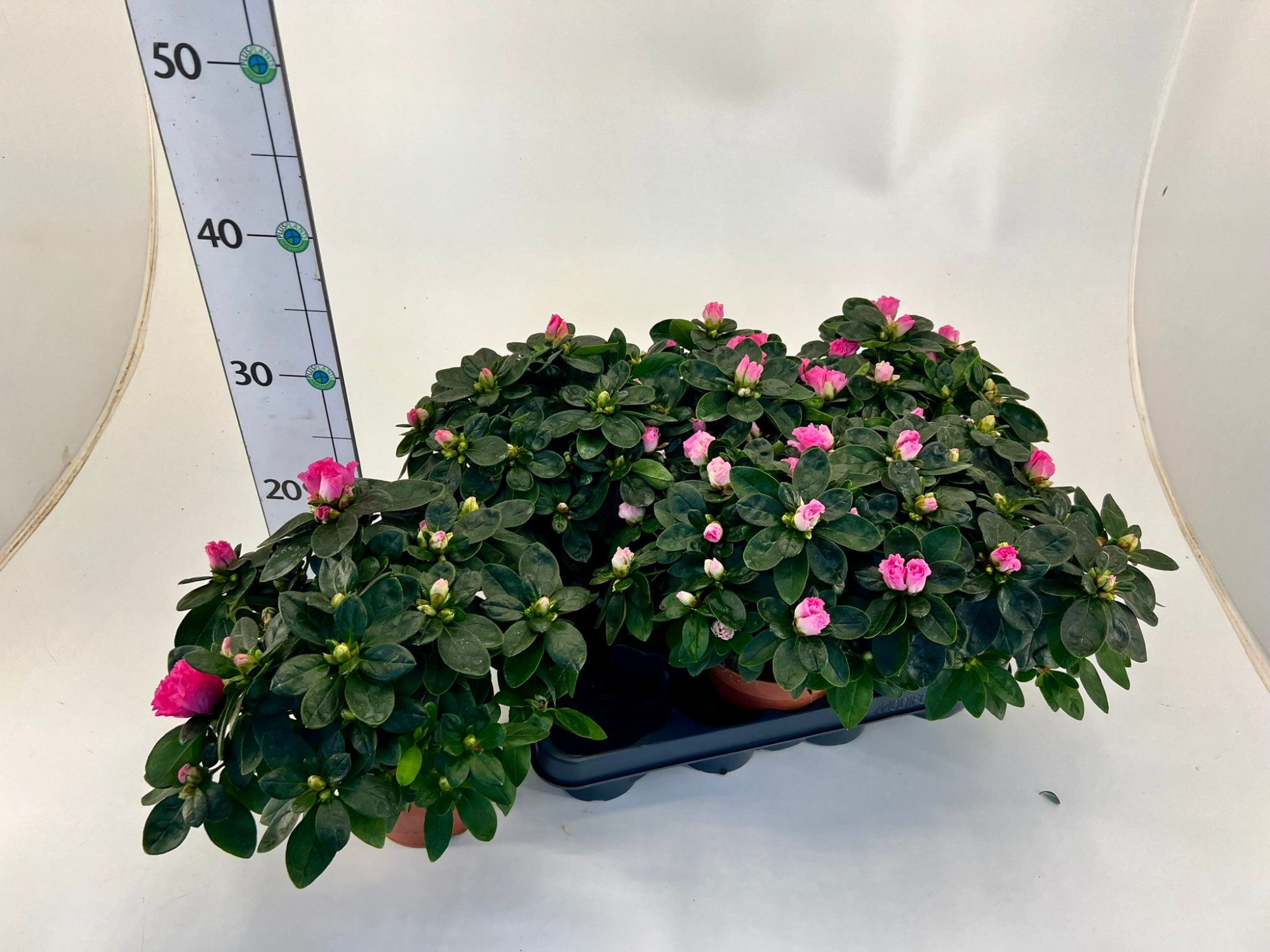 Rhododendron simsii T12 pink, D 12