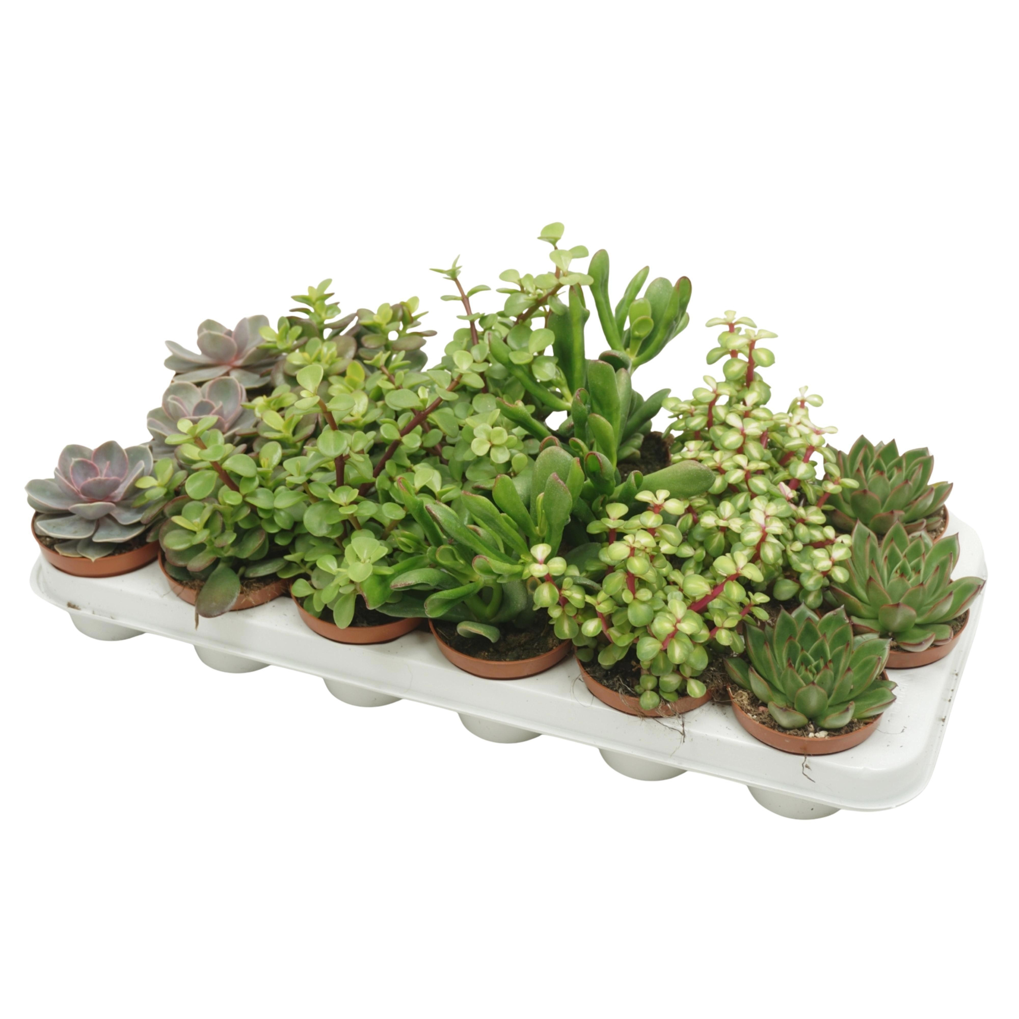 CITES FREE - succulenten mix 8,5 cm, D 8,5