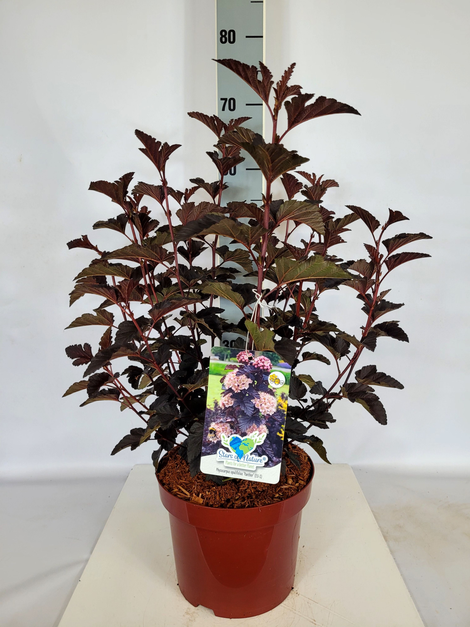 Physocarpus opulifolius 'Panther' S C5 40-60, D 23