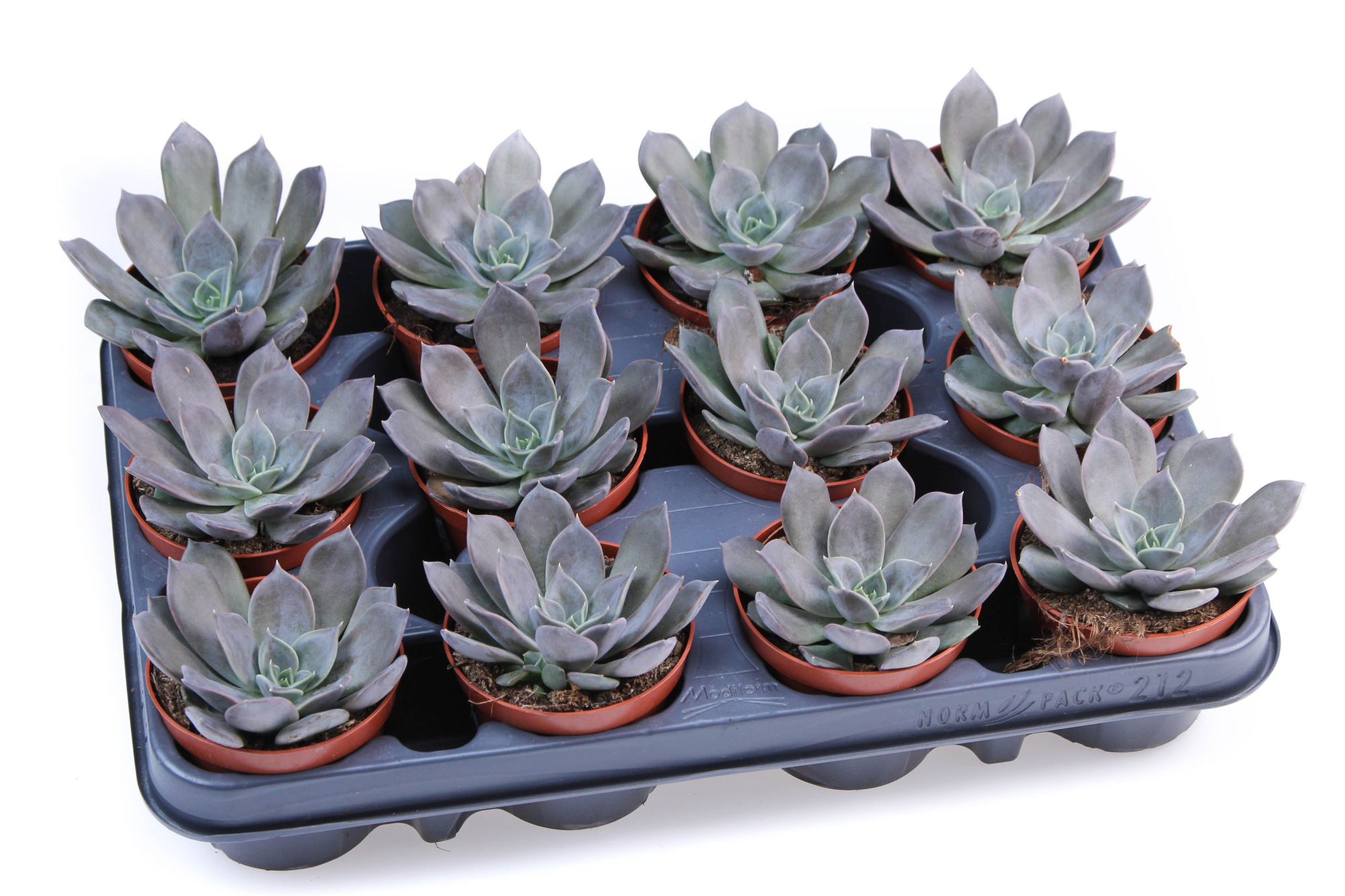 Echeveria black prince, D 8,5