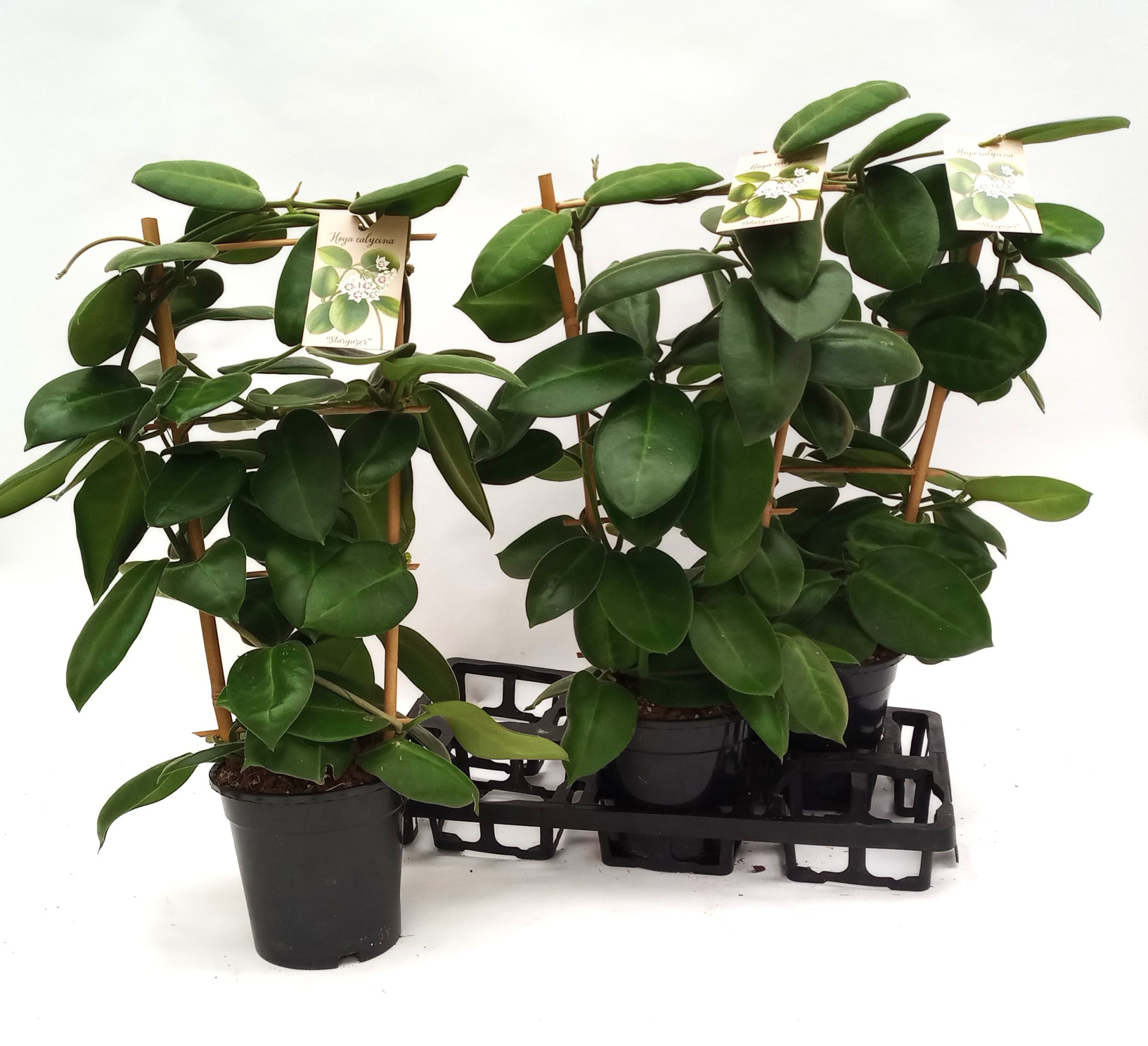 Hoya Stargazer Rek 17 cm, D 17