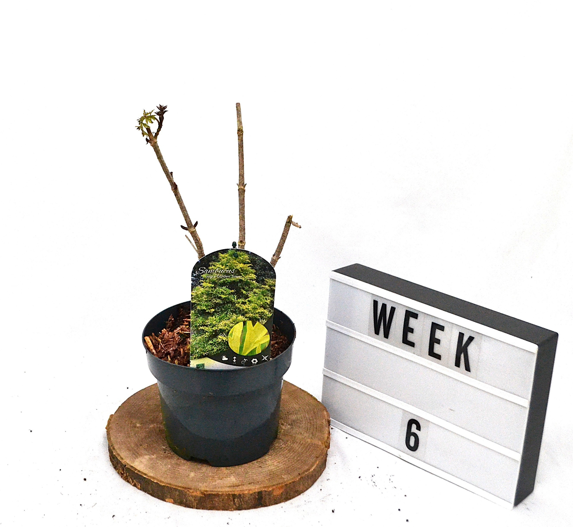 Sambucus nigra Golden Tower C3, D 19