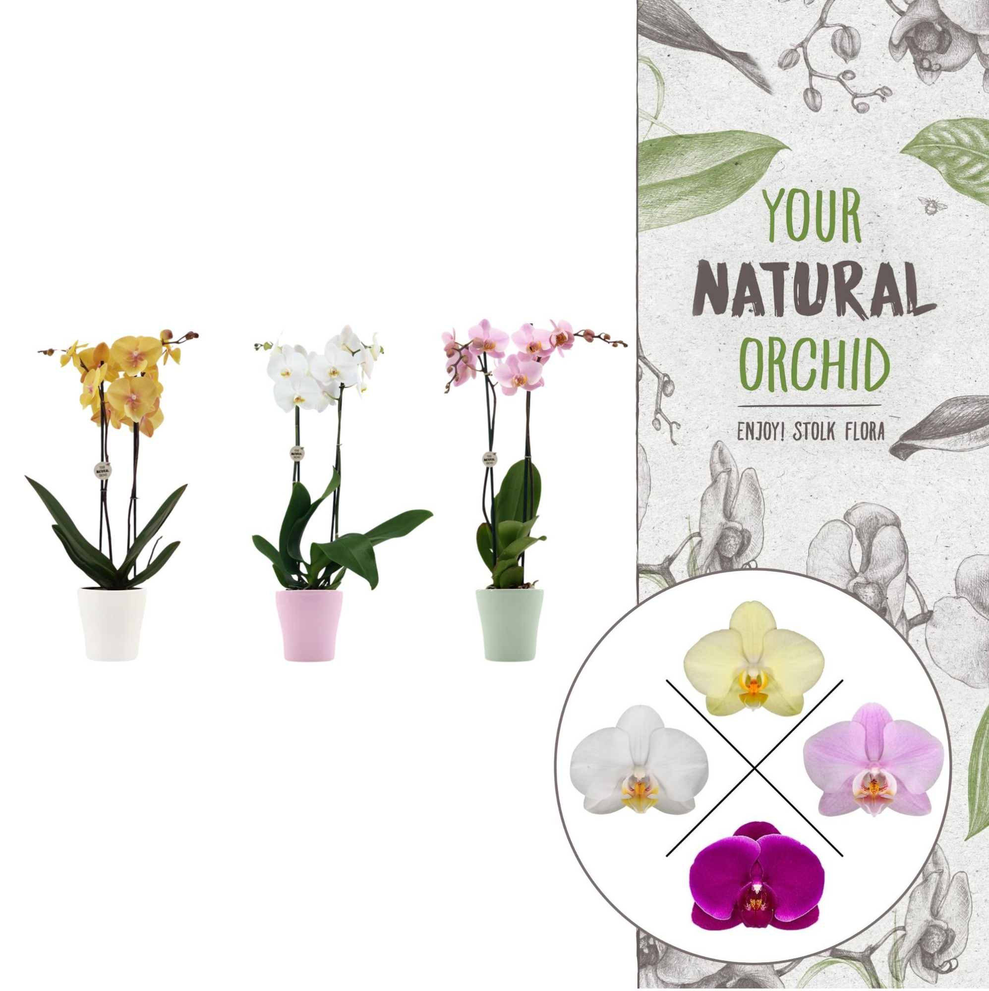 Your Natural Orchid | Mix in Anna pot | Phalaenopsis 2 spike, D 12