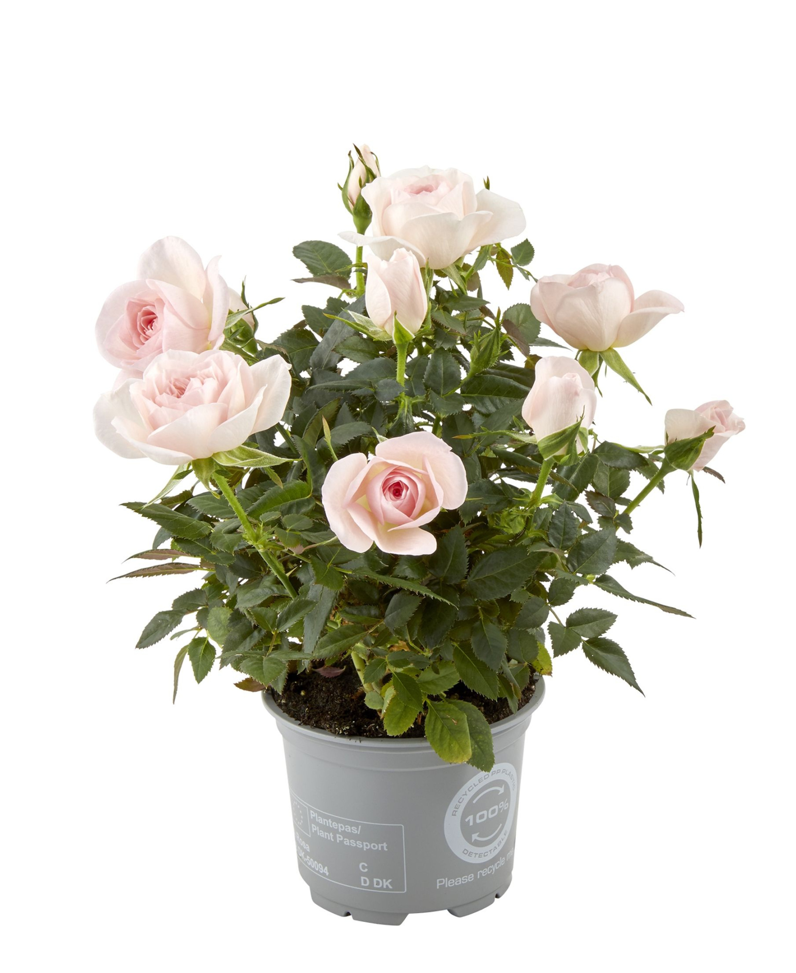 Rosa Cream Pink RosAroma (nr3), D 10,5