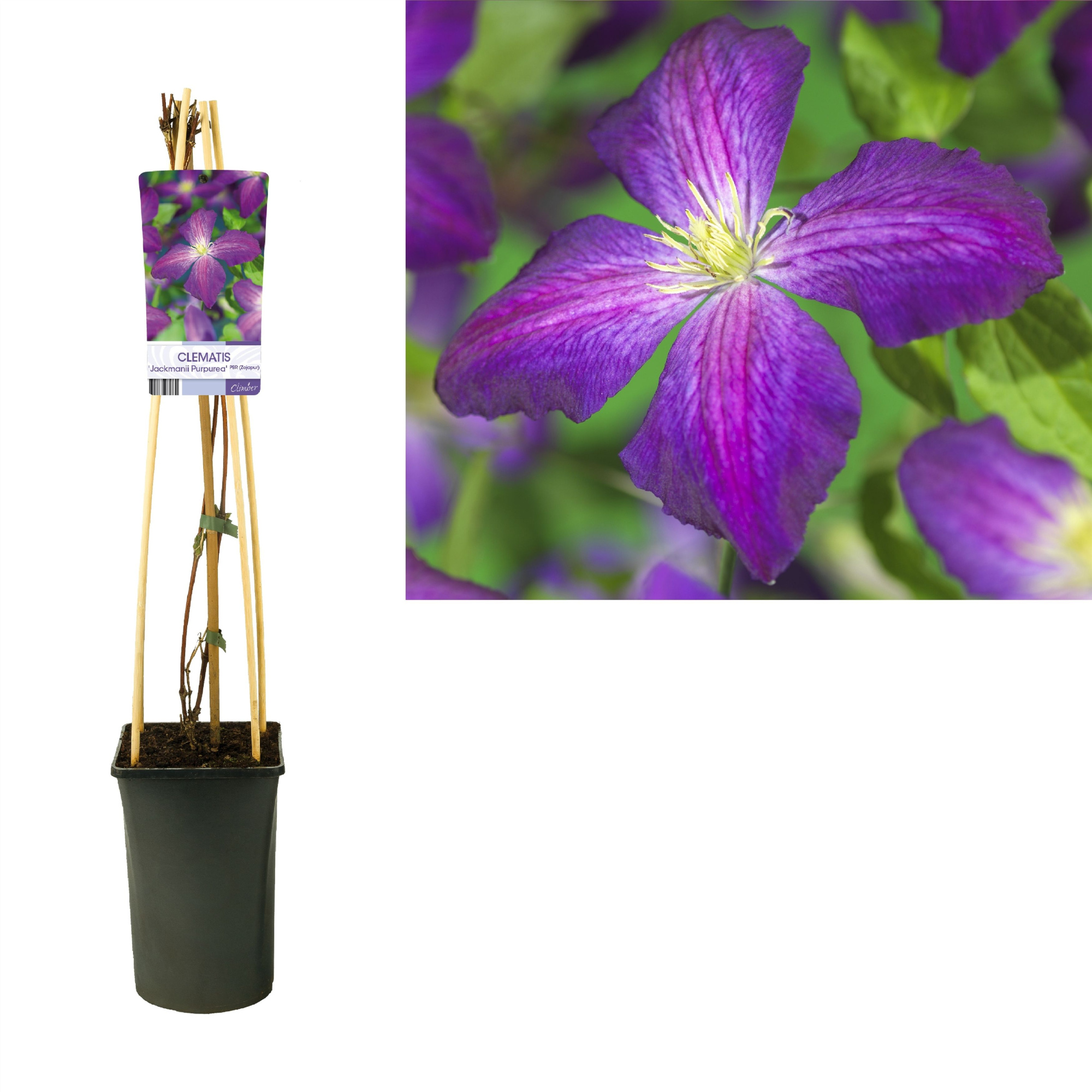 Clematis Jackmanii Purpurea PBR +light label, D 17