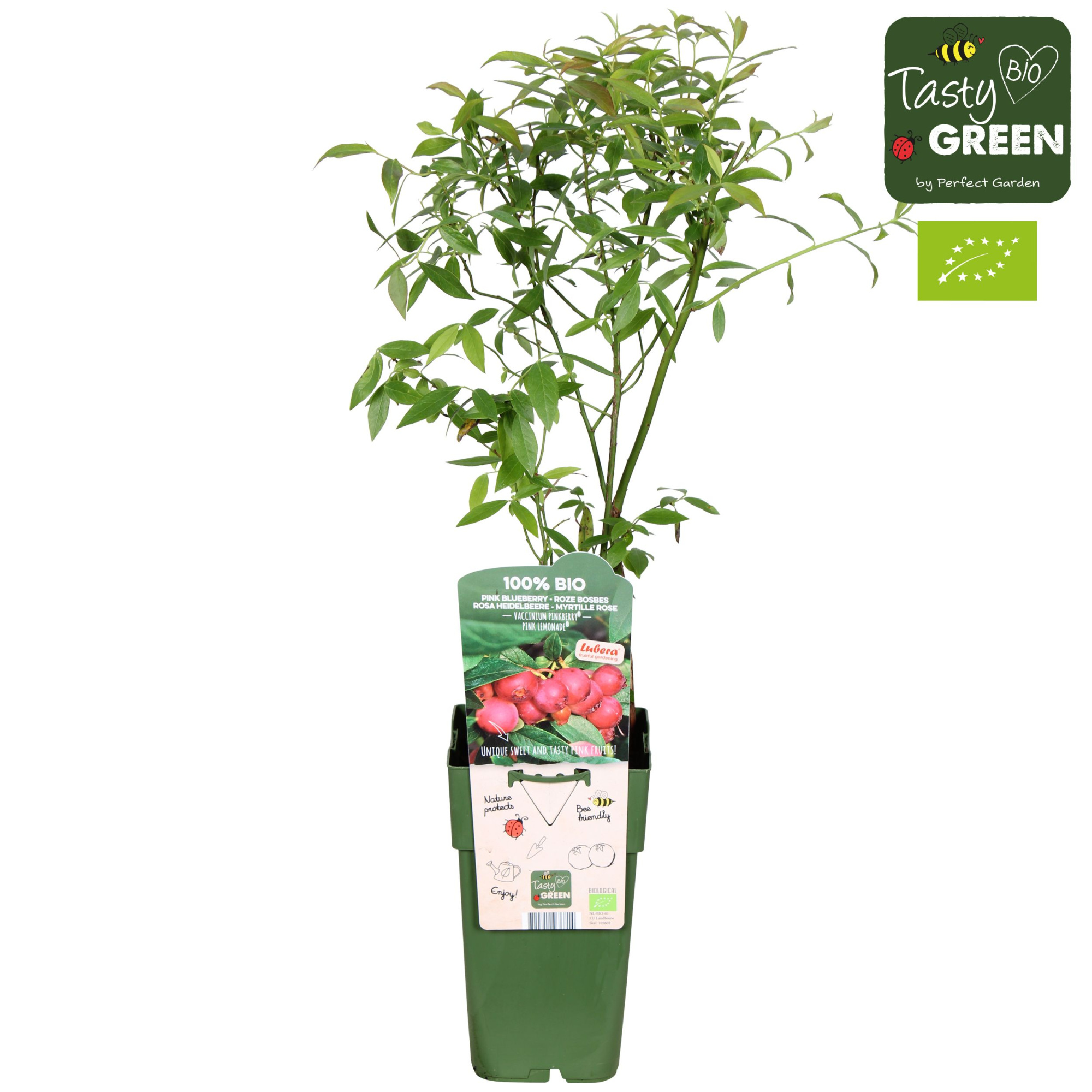 Vaccinium Pink Lemonade® Bio P15, D 15 cm