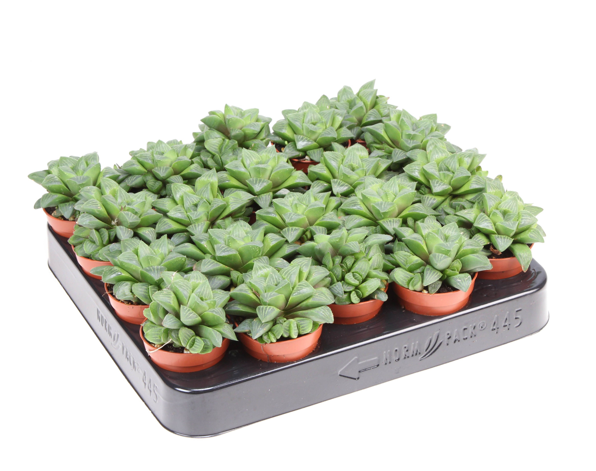 Haworthia retusa, D 5,5