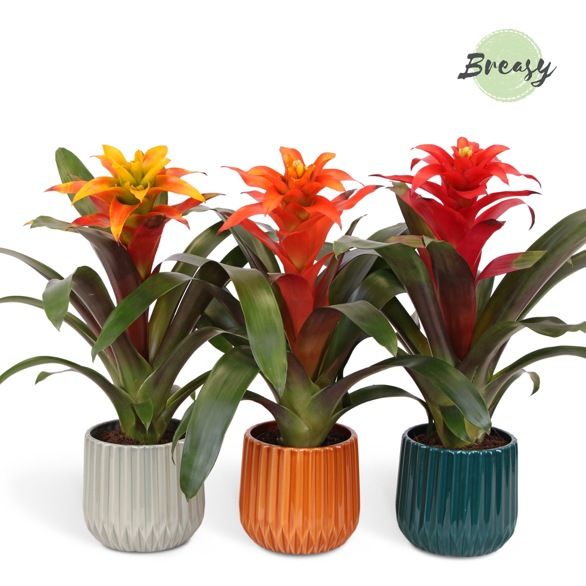 Guzmania Fiero Stylish - 12cm in Milaan | Mimesis, D 12