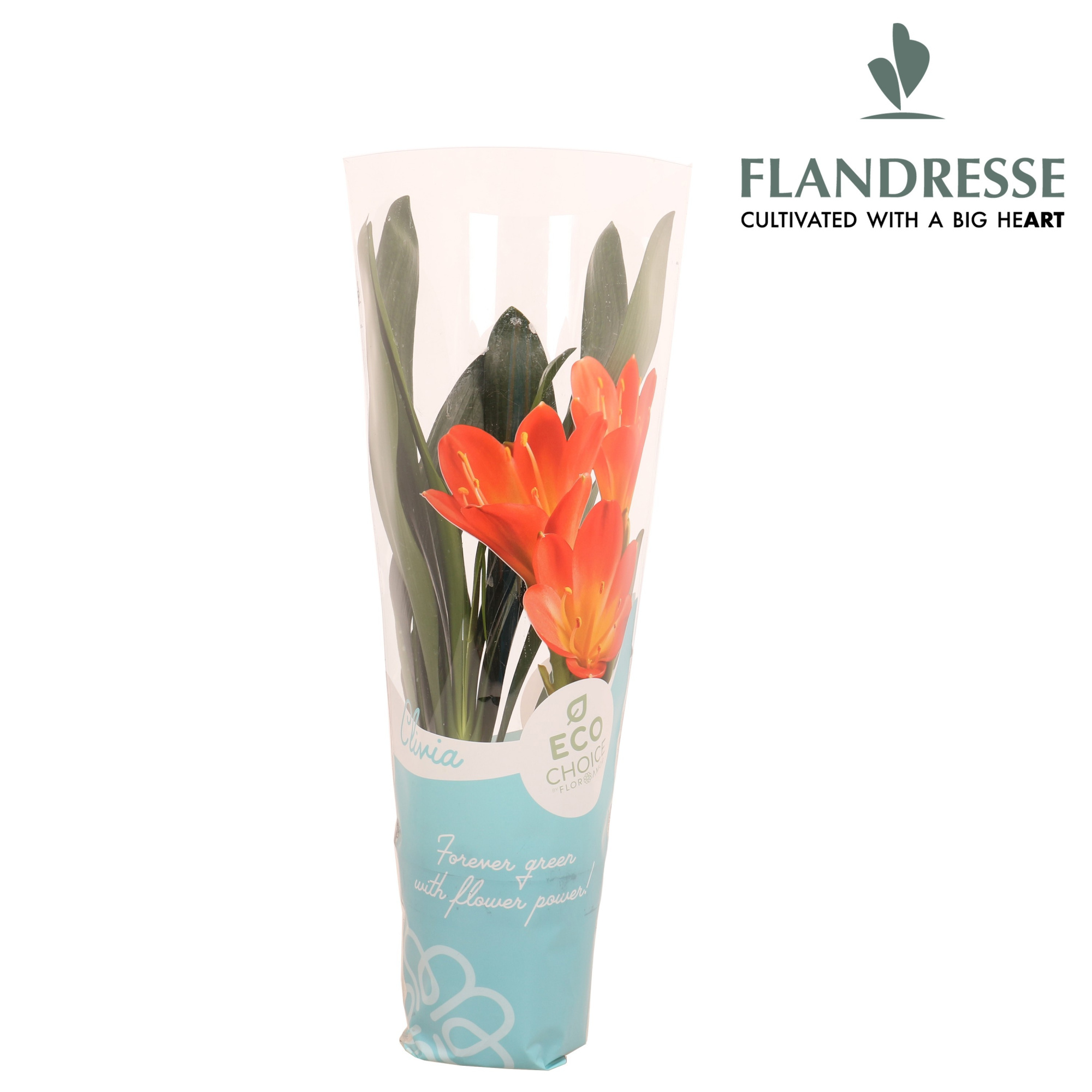Clivia Flandresse® orange hoes Charlotte, D 13