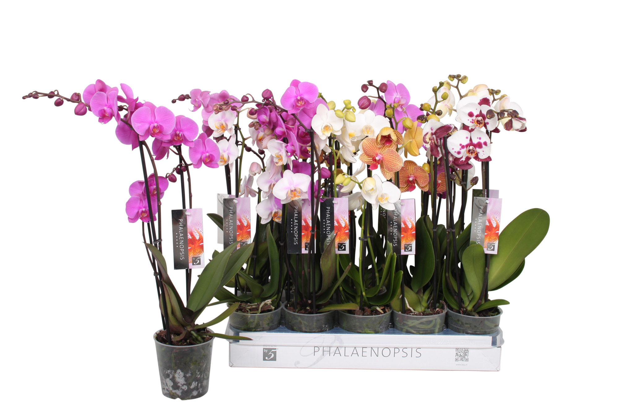 Phalaenopsis 6 color mix, 2,5-spike 18+, D 12