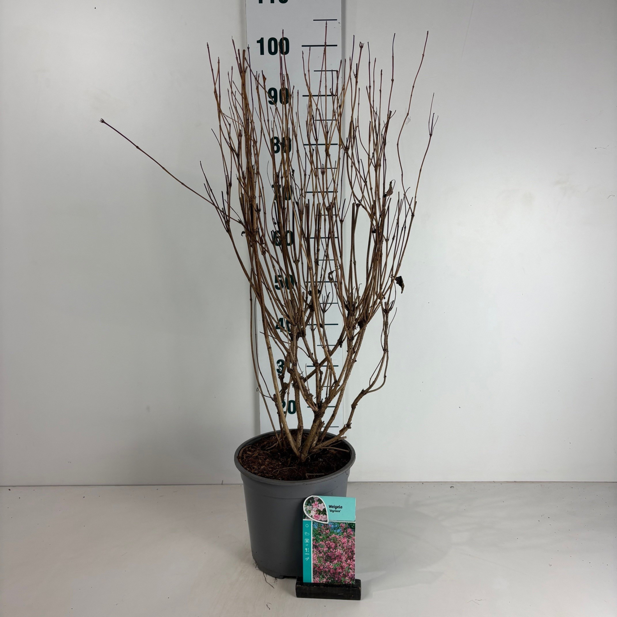 Weigela Styriaca, D 24